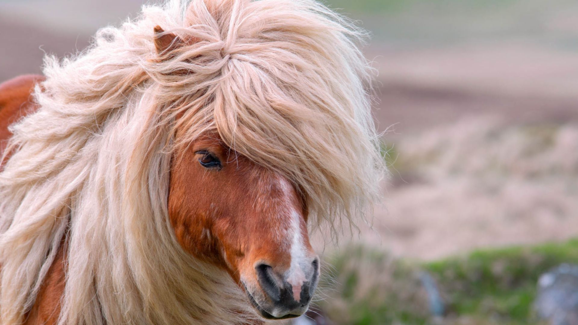 Highlights des Westens und Shetlandponys