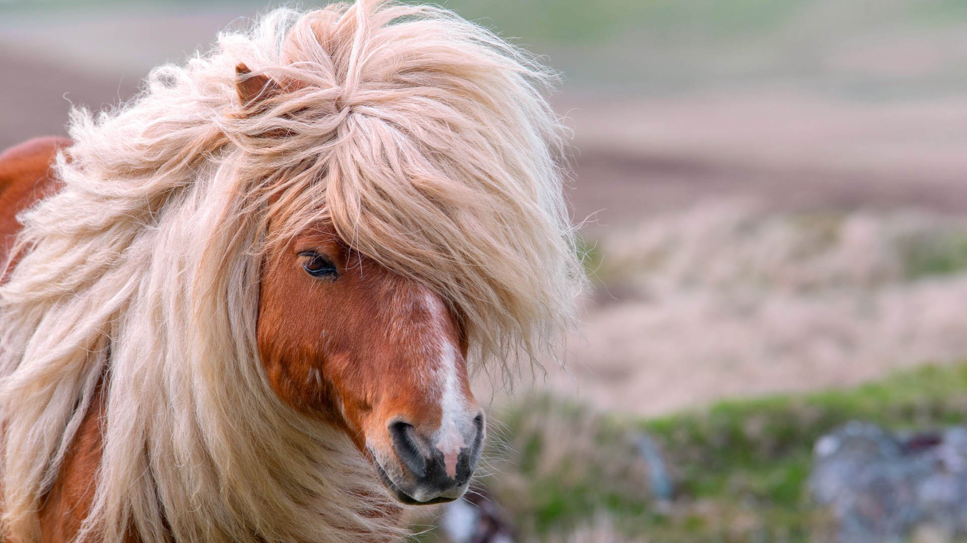 A portrait of a lone Shetland Pony on a Scottish Moor on the Shetland Islands