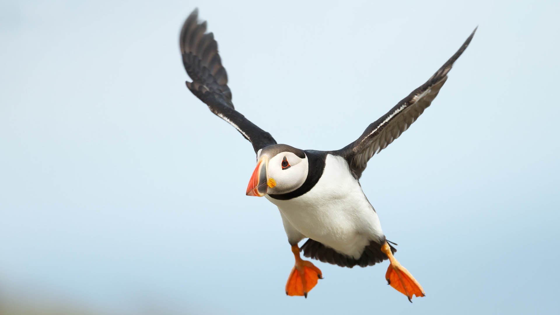 Close up of Atlantic puffin in flight, UK.