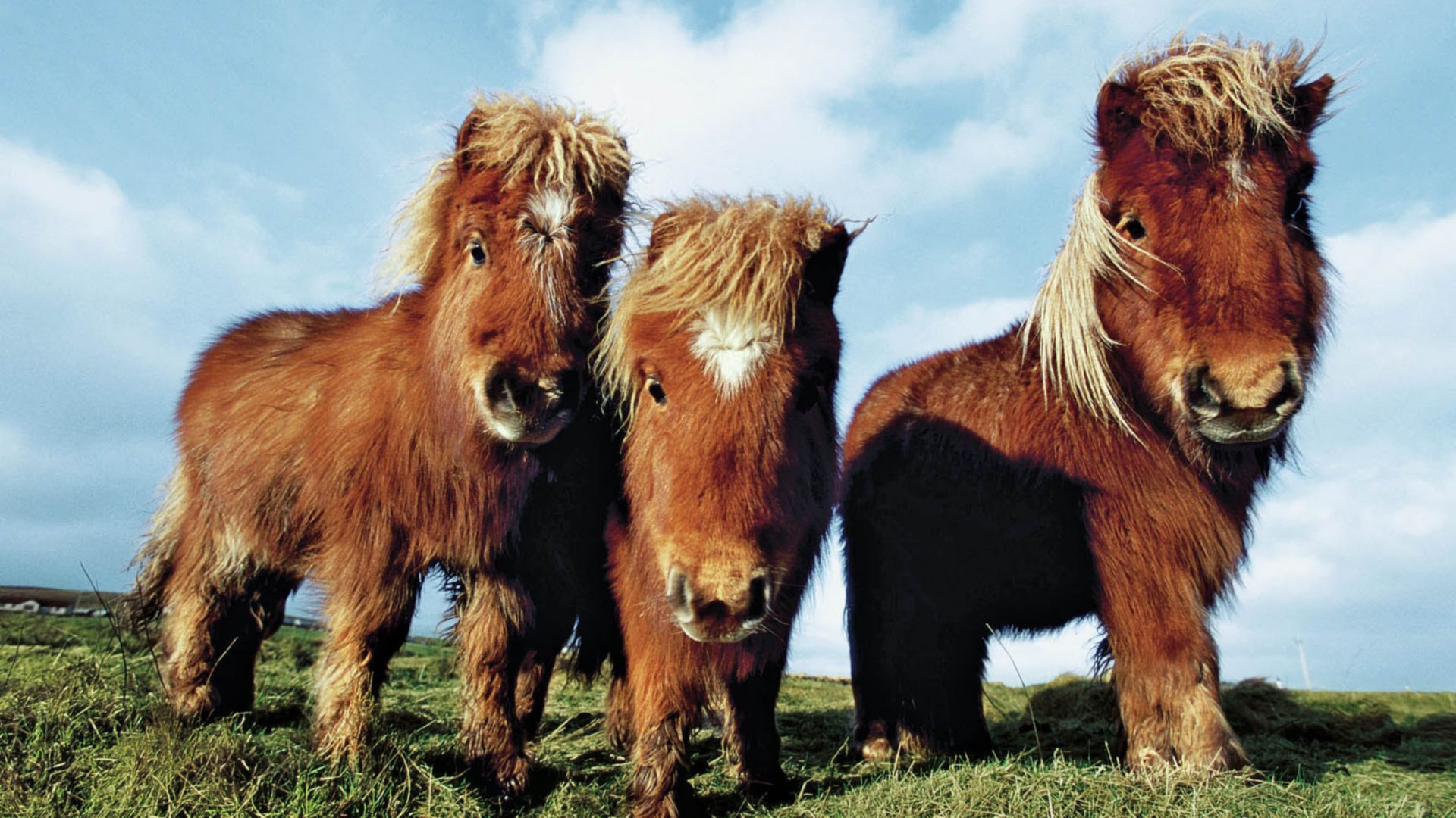 Die nördlichen Wunder der Shetlandinseln