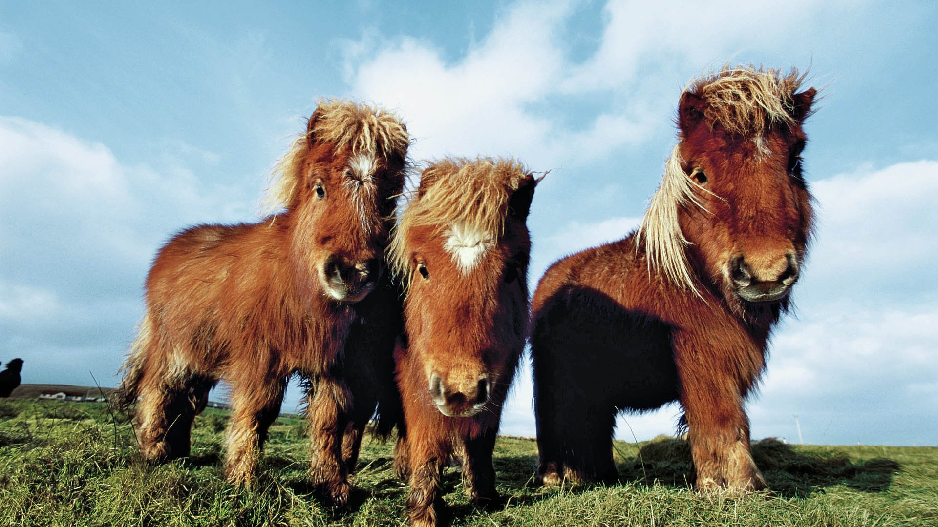 Shetland ponies (equus caballus) grazing