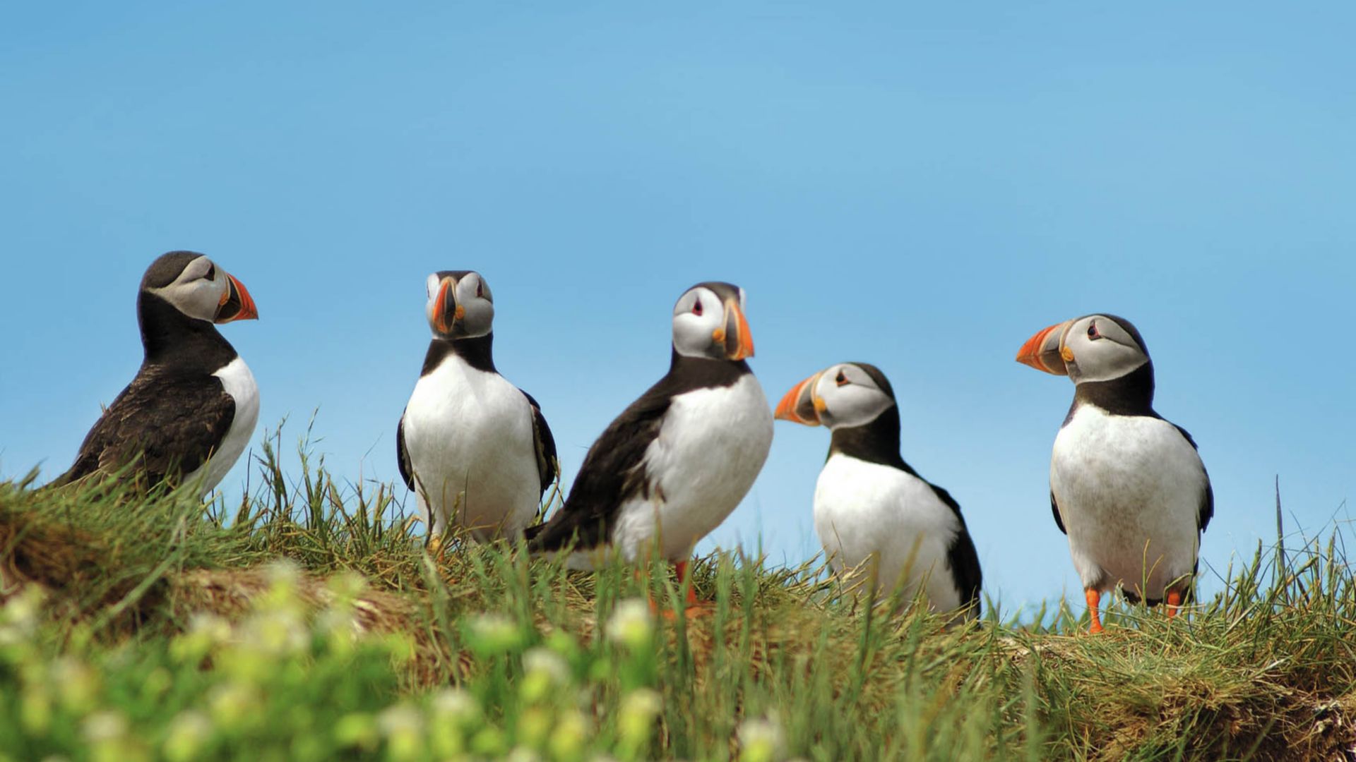 Die Geschichte der Shetlands und seine Naturschutzgebiete erleben