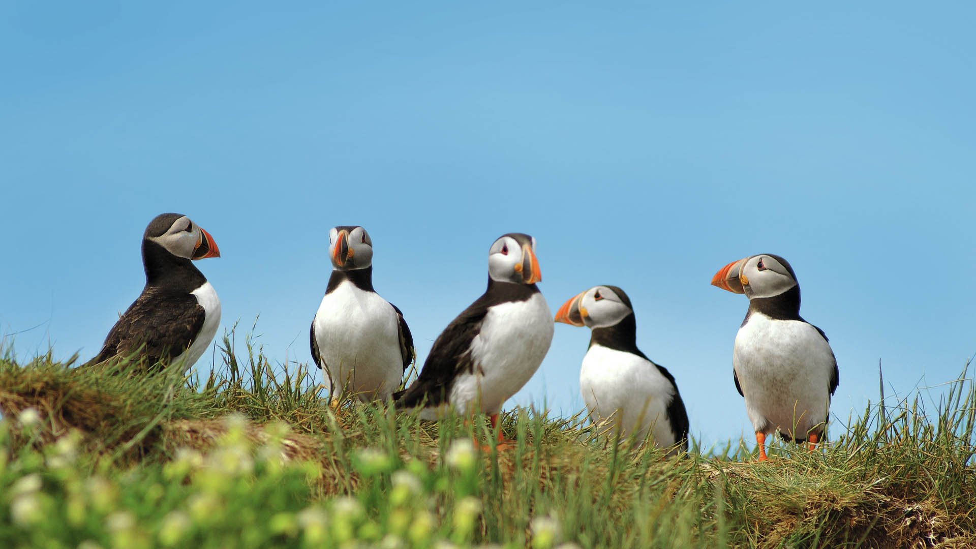 Die Geschichte der Shetlands und seine Naturschutzgebiete erleben