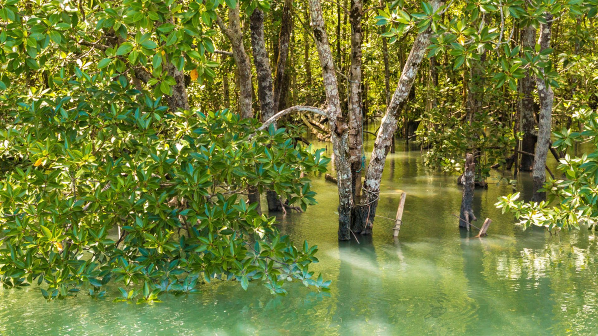 Kajak-Abenteuer im Mangrovenwald
