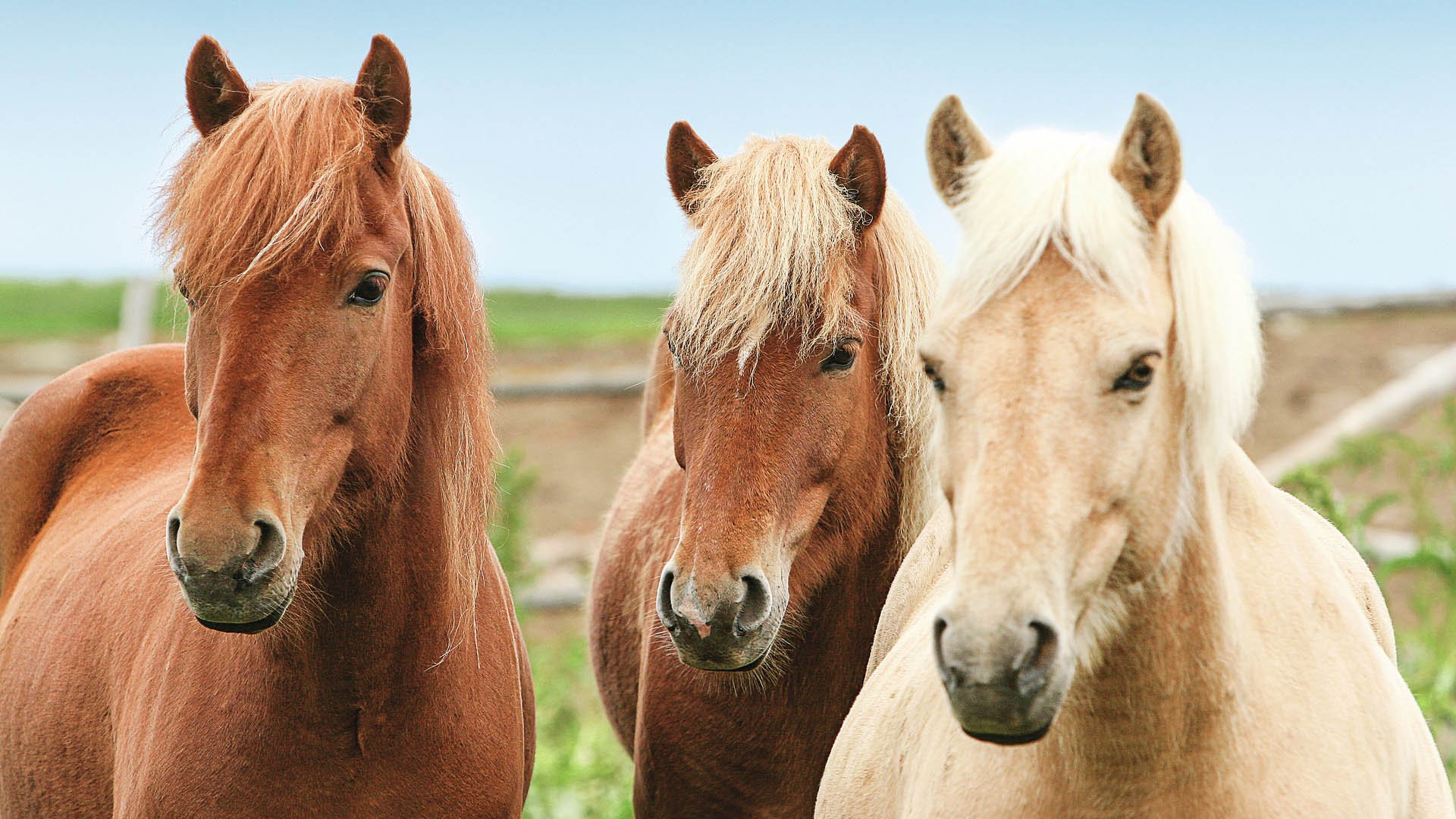 Inselwelten auf dem Pferderücken