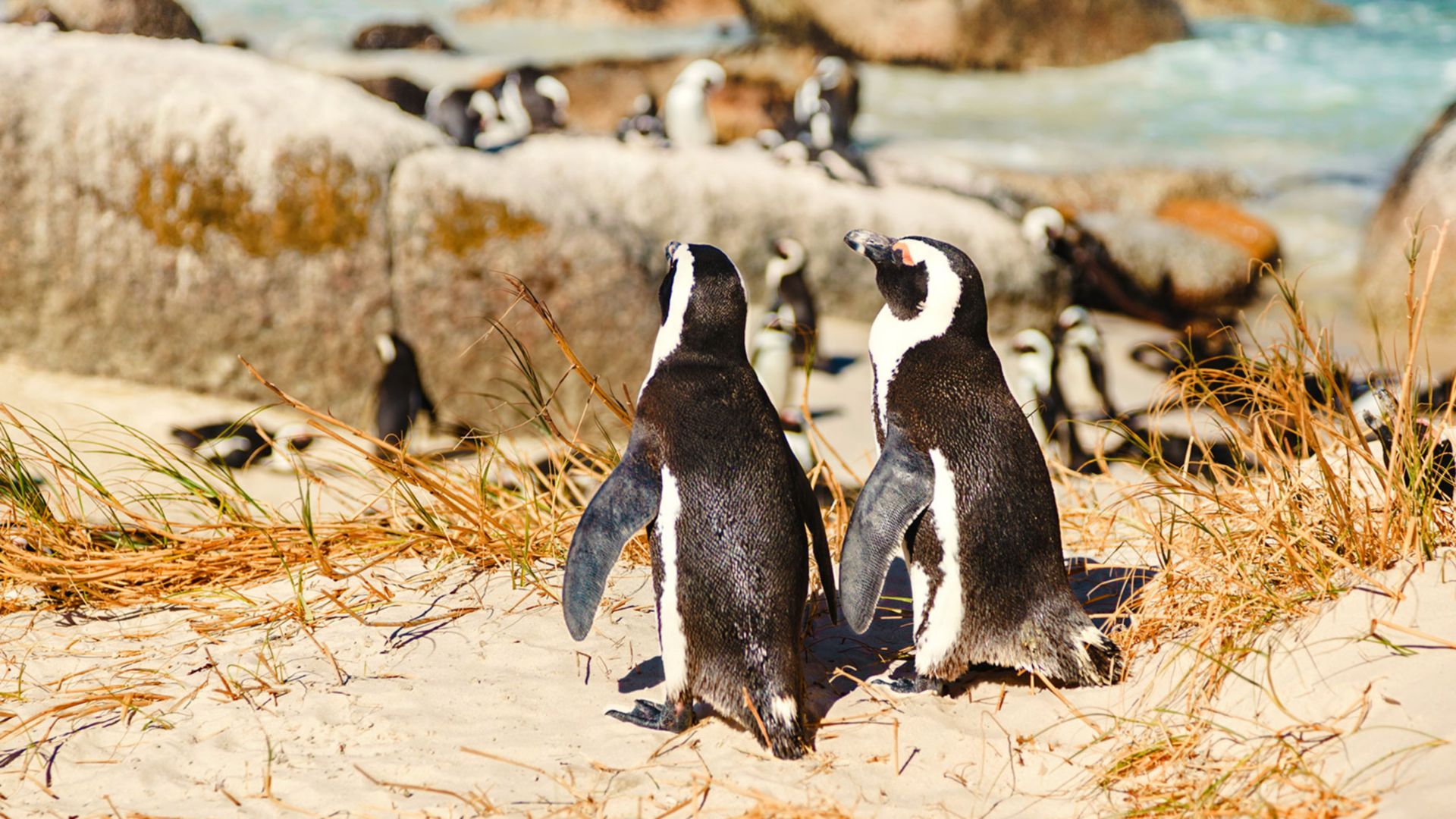 Kap der Guten Hoffnung und Pinguinkolonie 