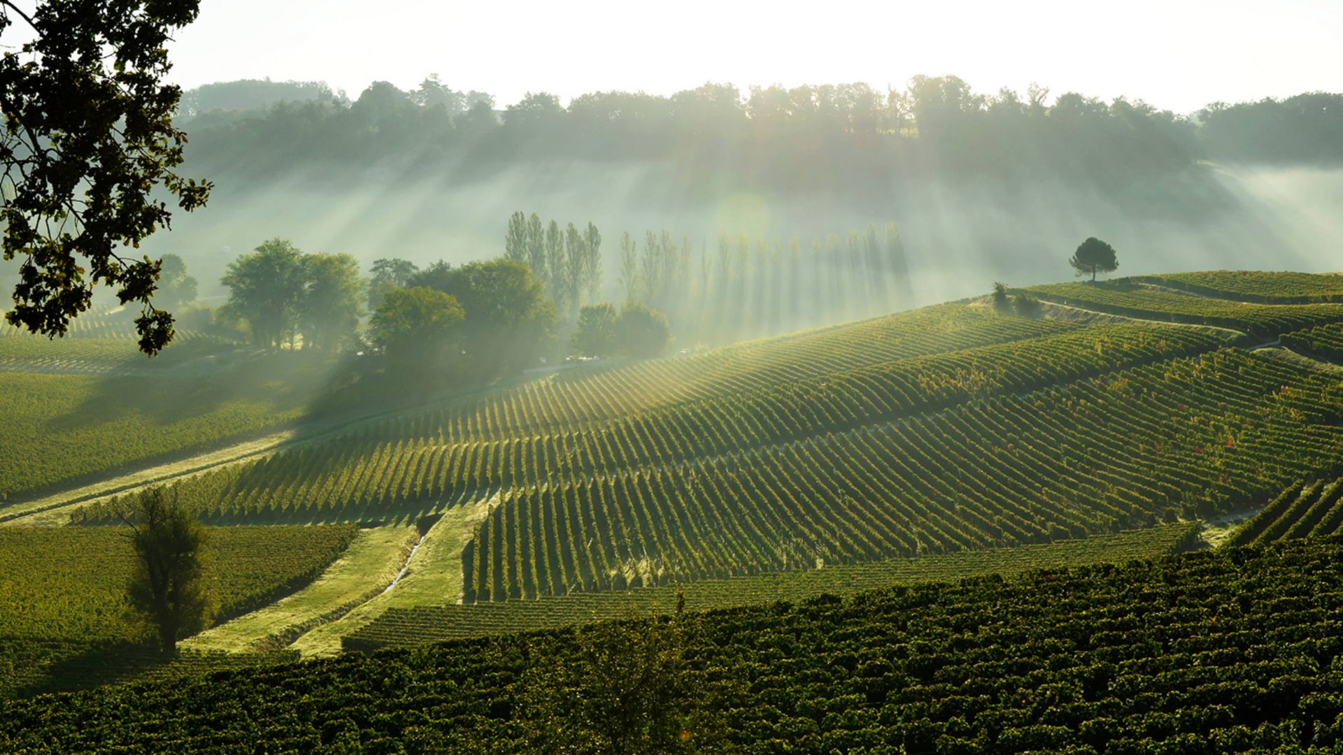Die edlen Weine des Médoc