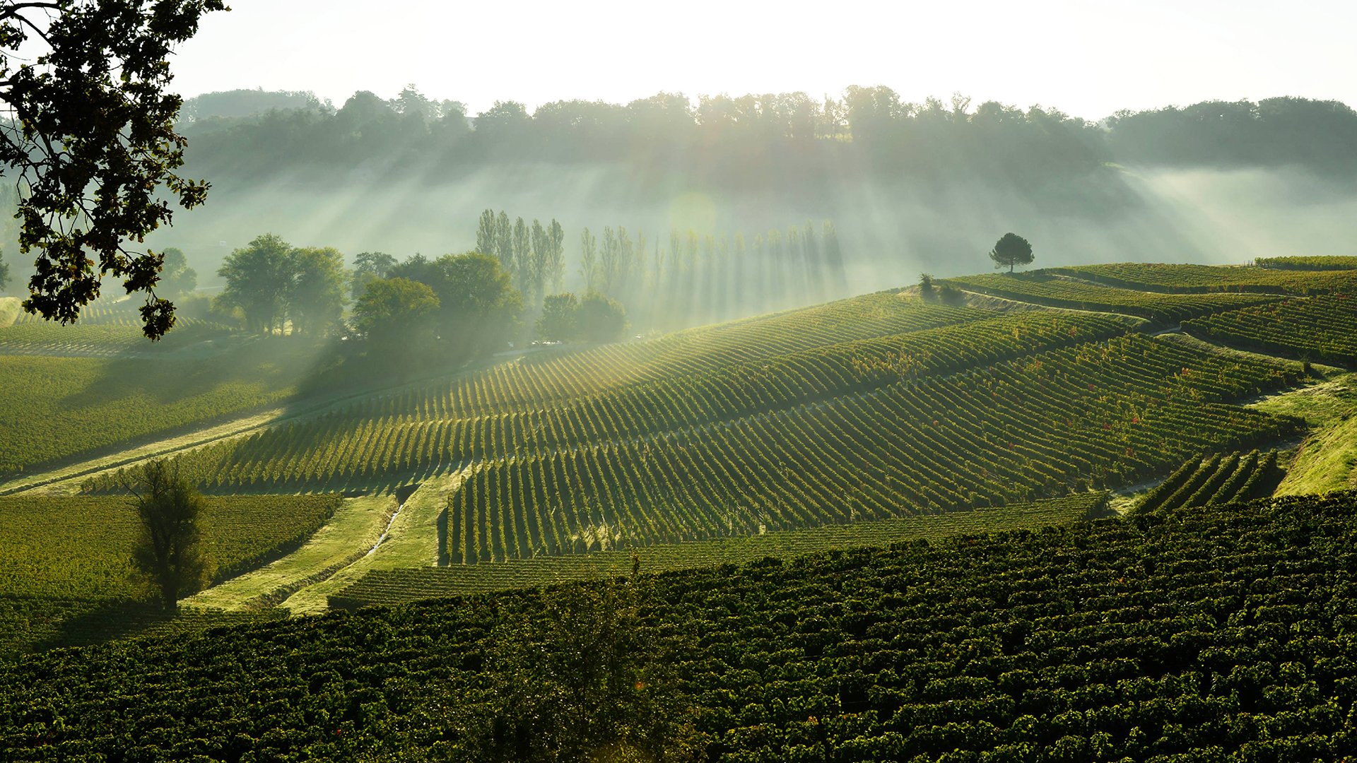 Die edlen Weine des Médoc