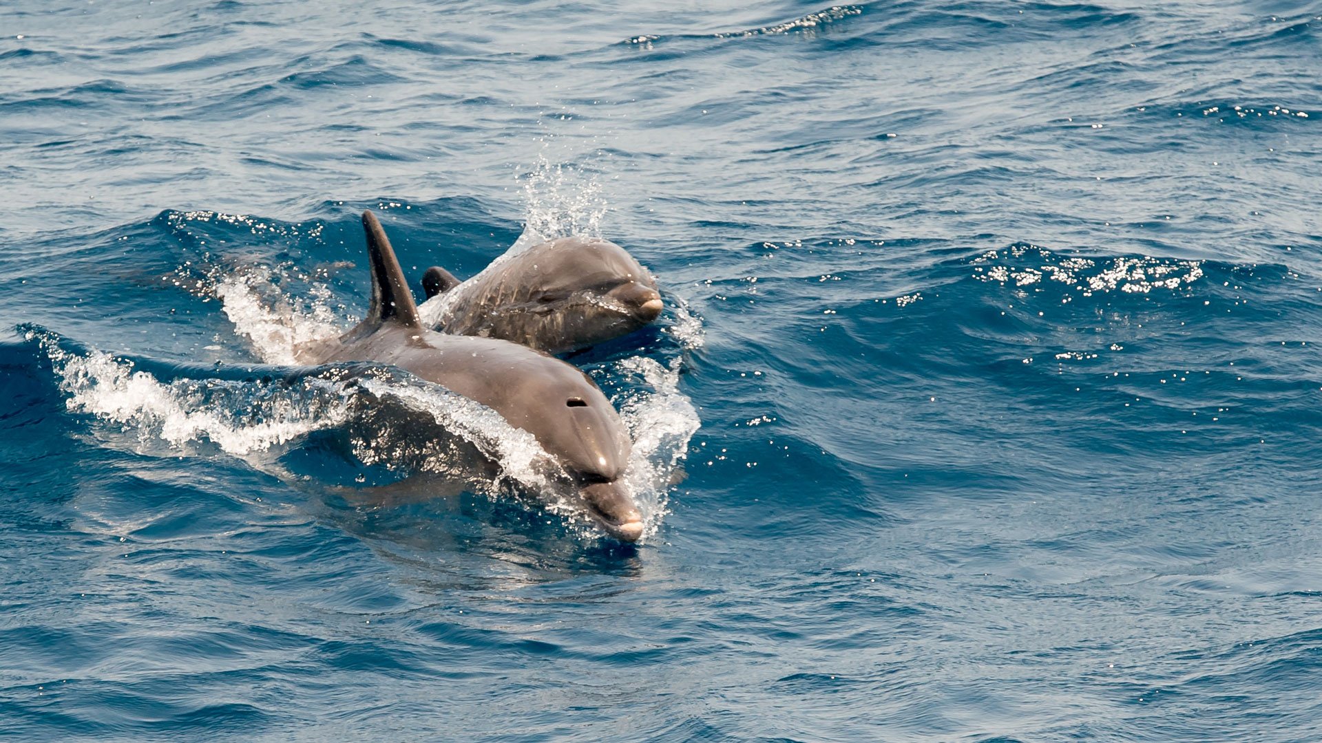 Im Zodiac zu den Walen und Delfinen