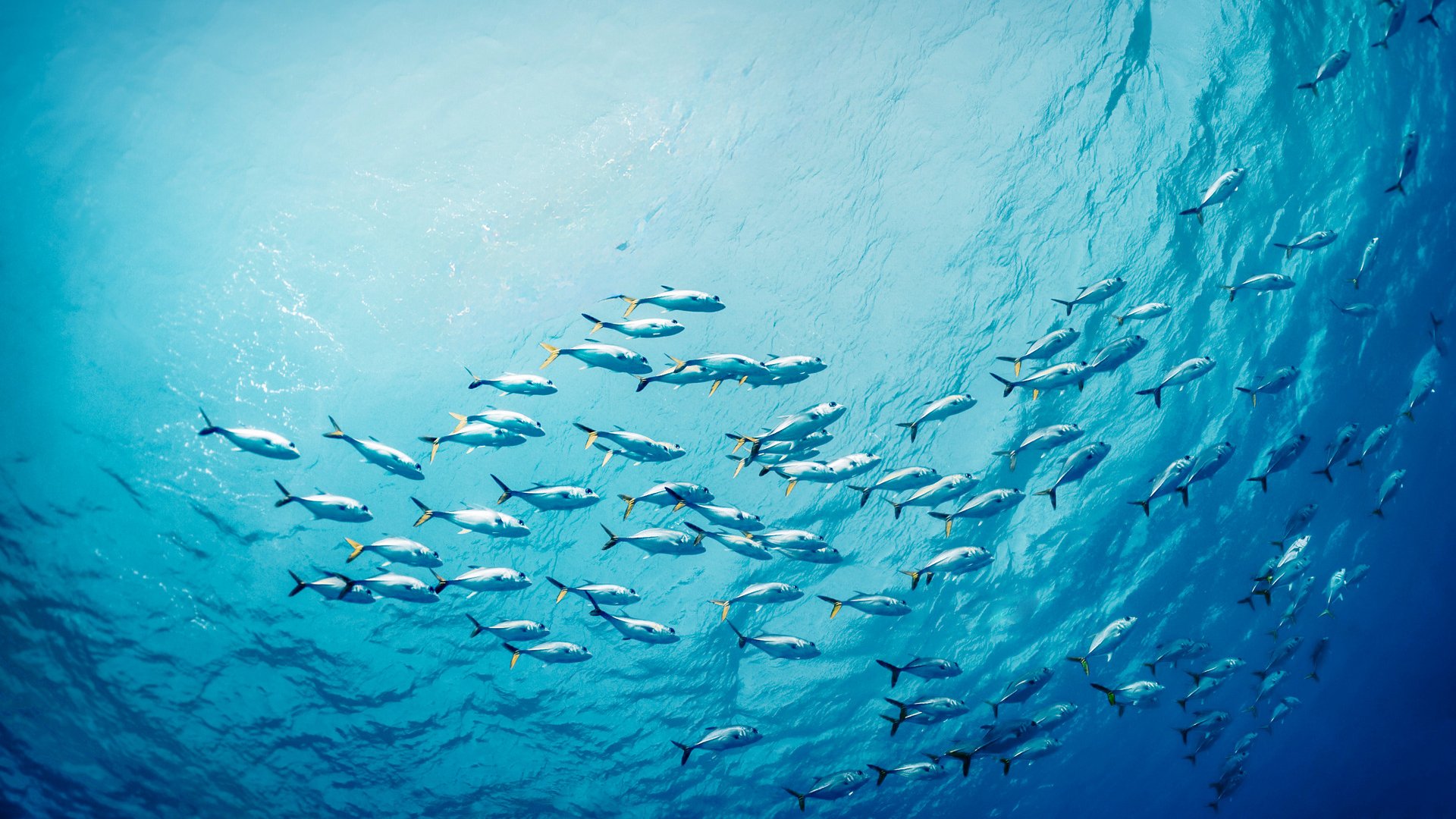 Snorkel swimming on the surface with school of fishes below.