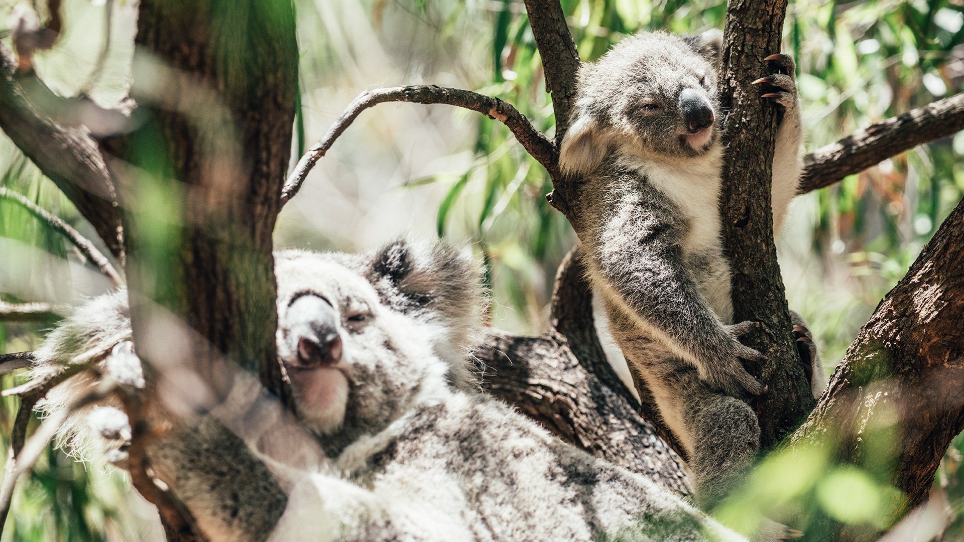 Ballarat Wildpark und Goldgräberstadt 