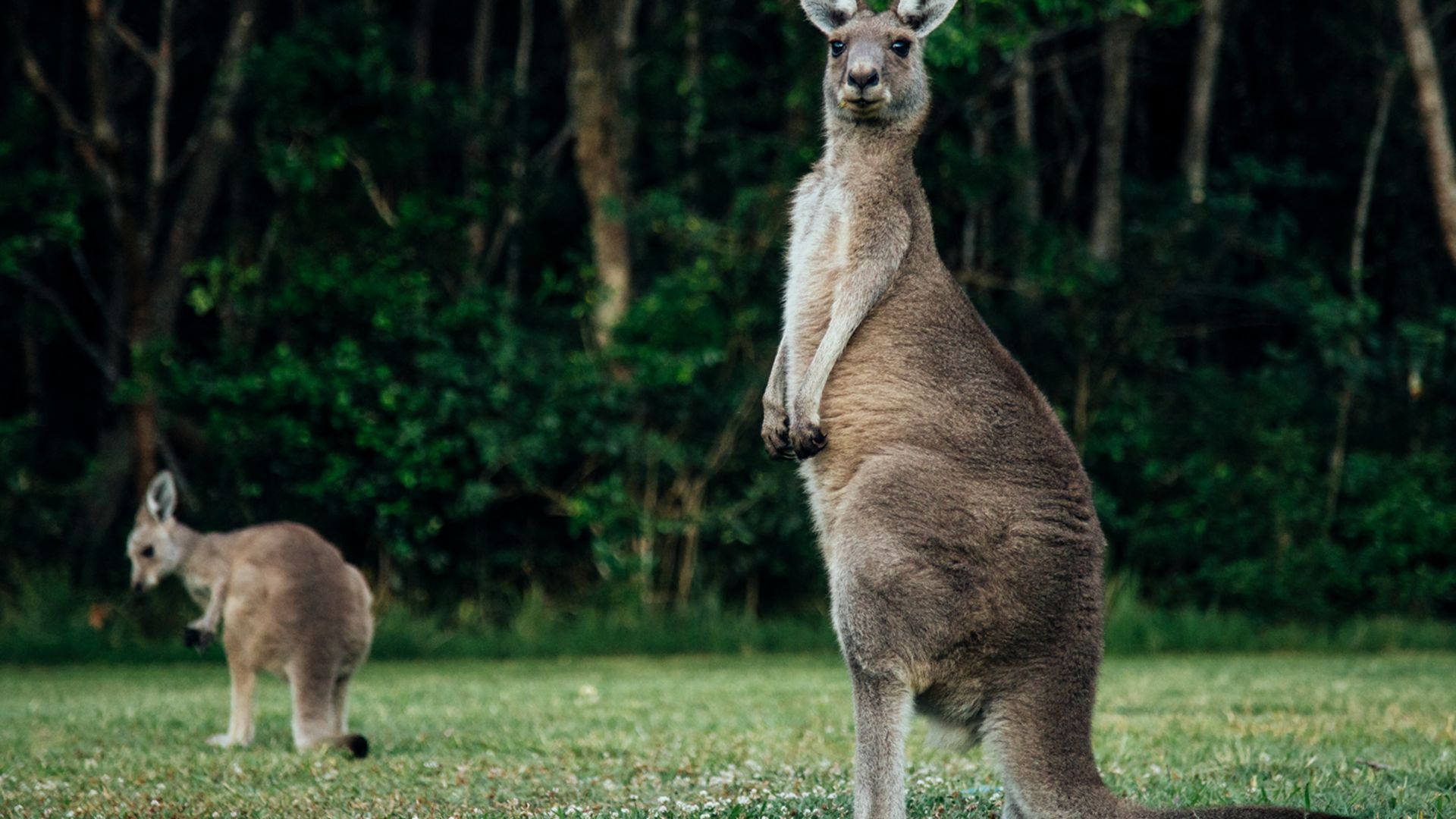 Die Wildtiere Australiens entdecken