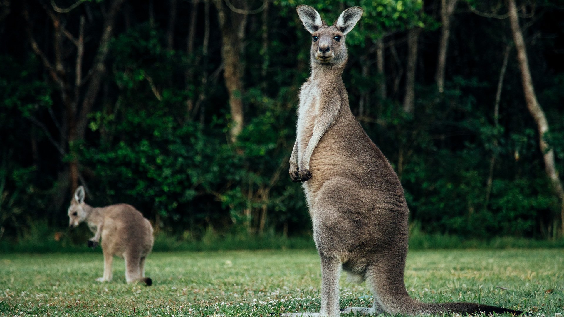 Die Wildtiere Australiens entdecken