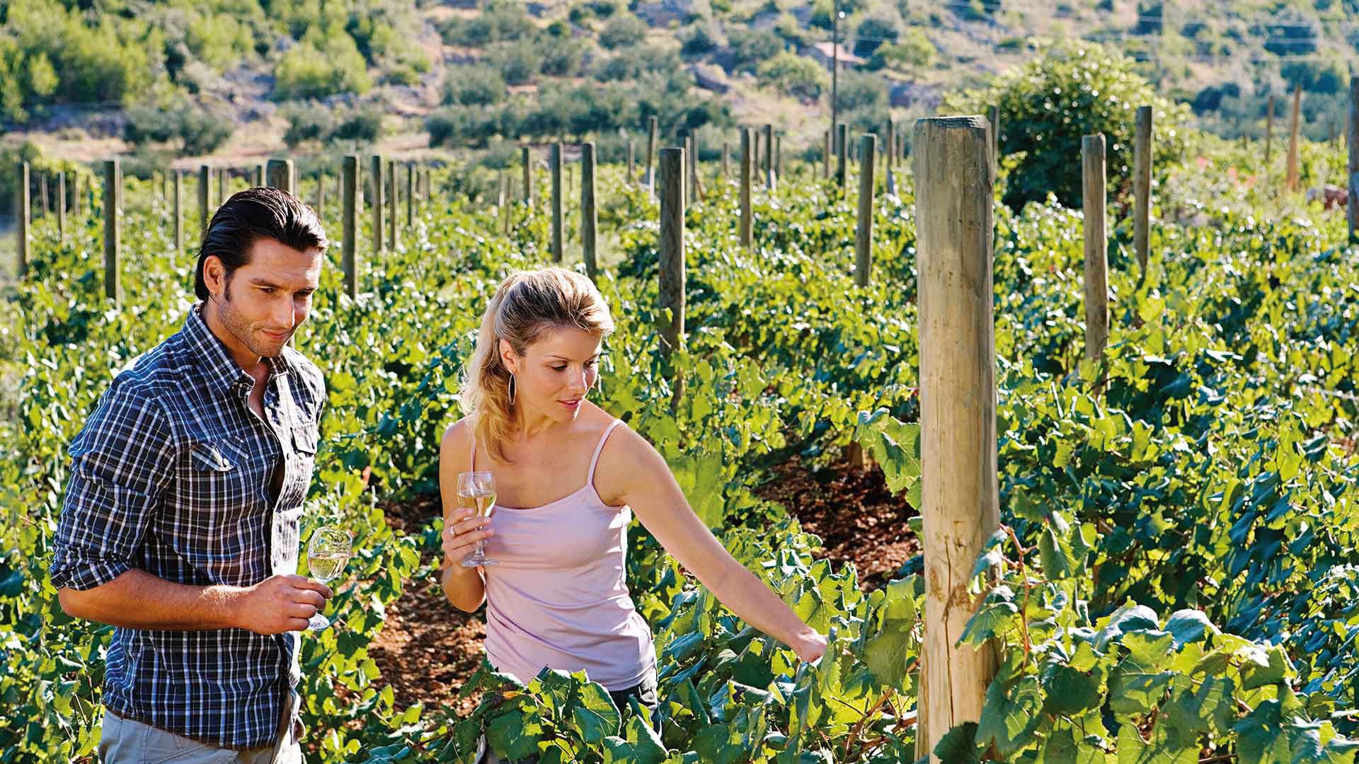 Weingut in Châteauneuf du Pape und Avignon