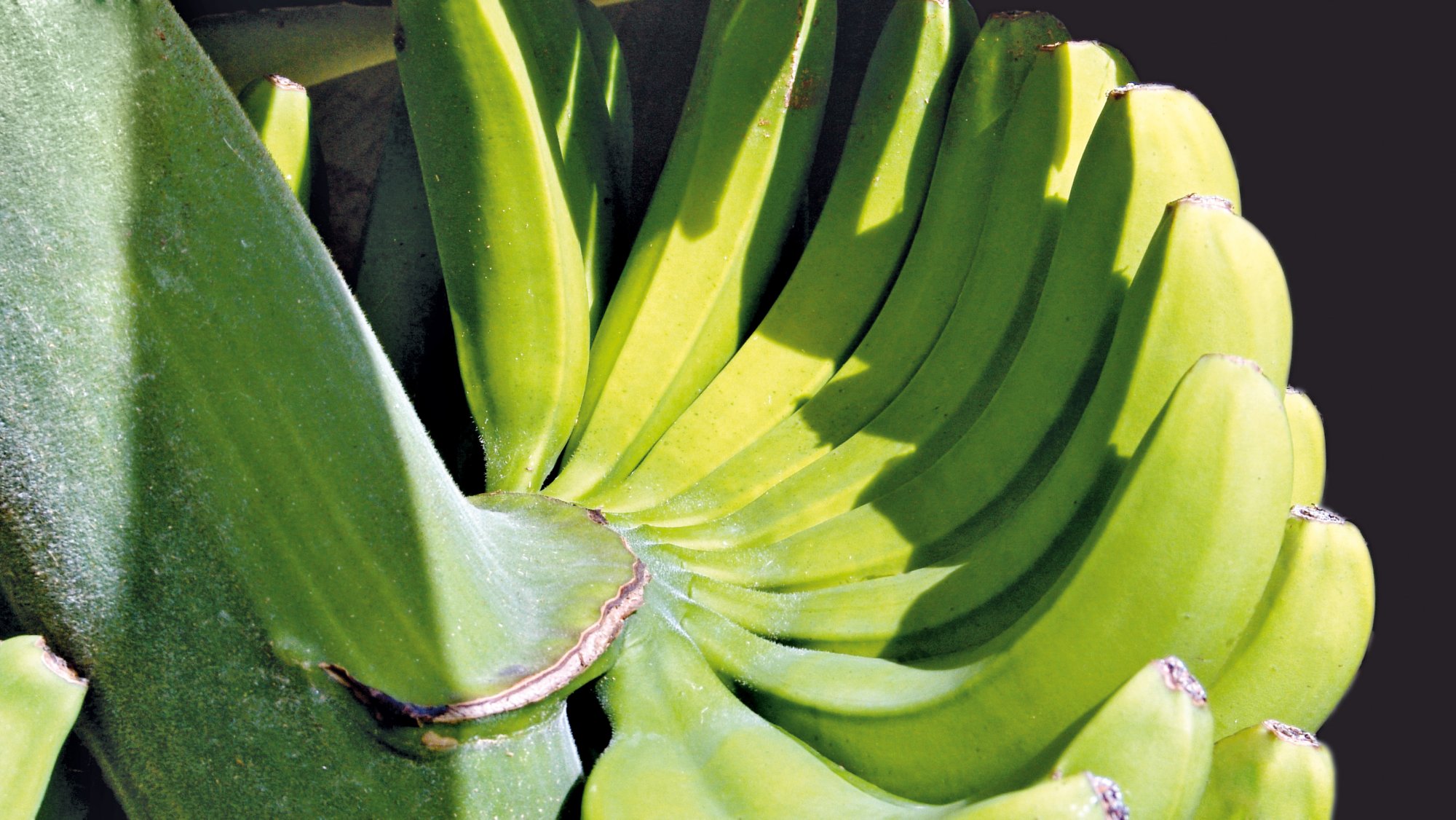 Die Köstlichkeiten von Martinique