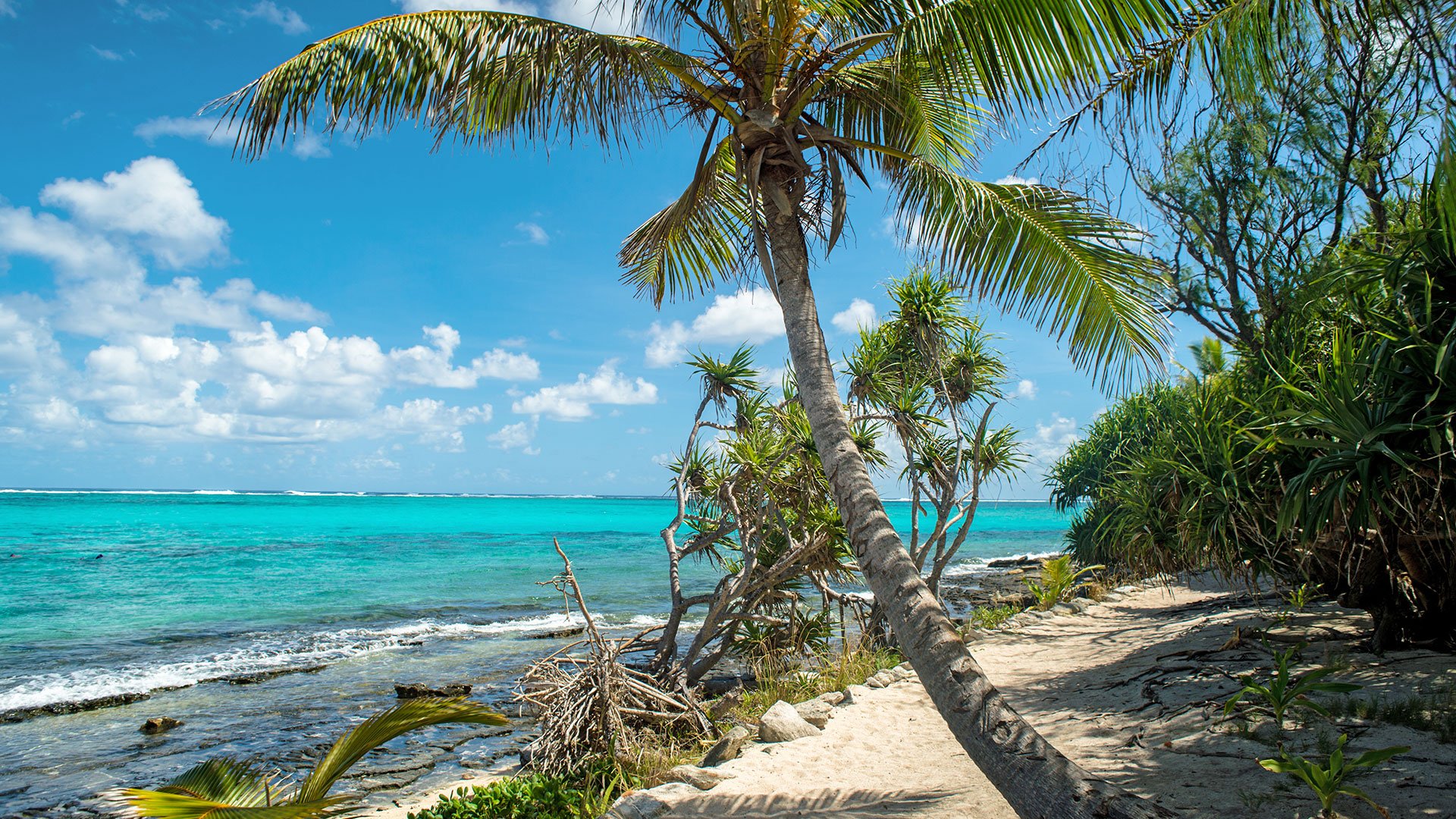 Mystery Island, Vanuatu, Beach view with palm trees