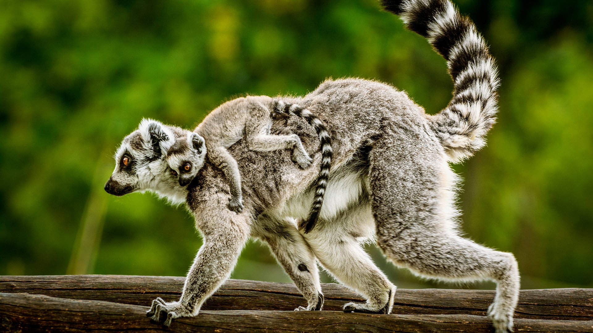 Female of Ring-tailed lemur carries a cub on her back.
