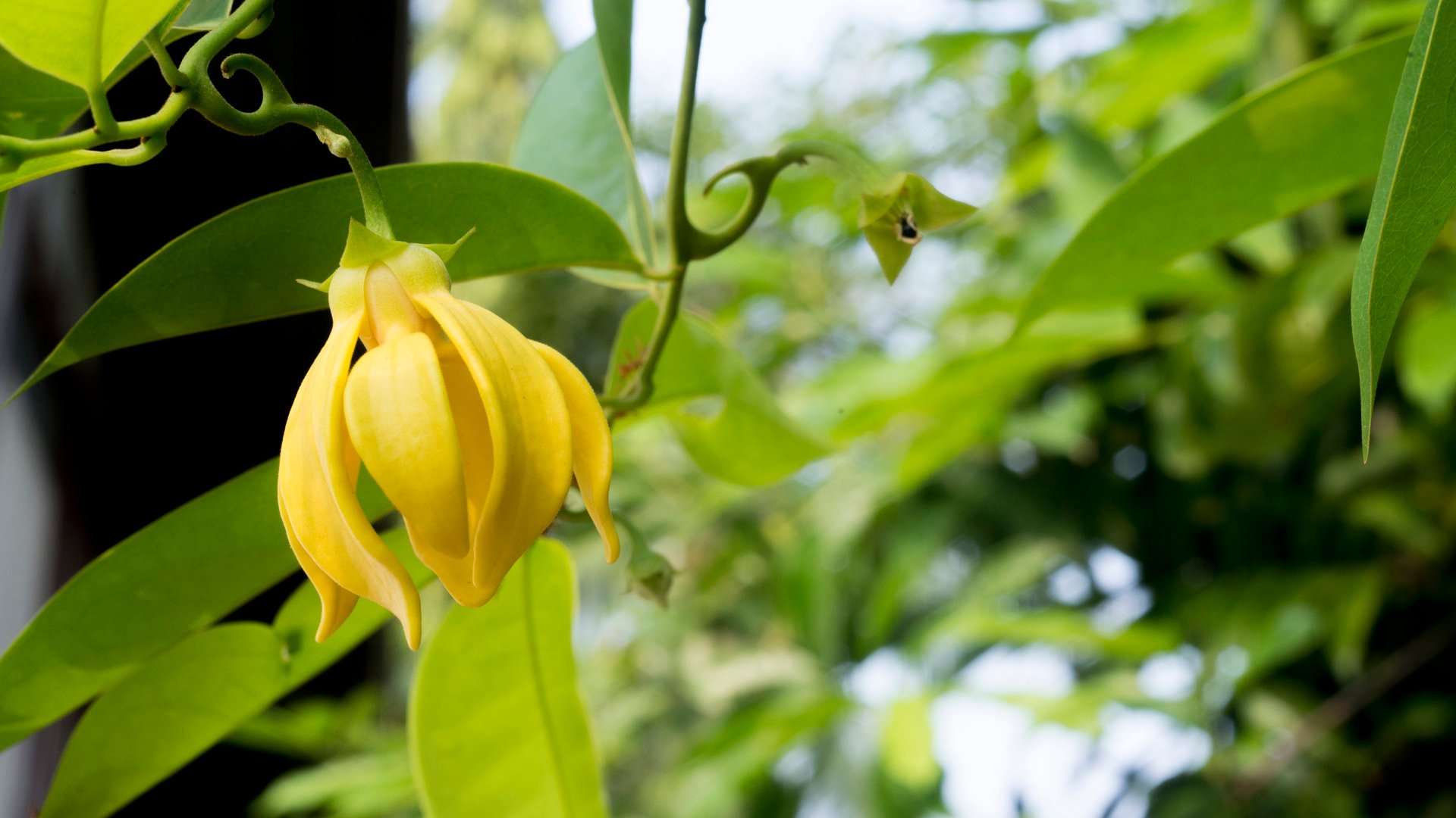 Ylang ylang flower or Cananga odorata on tree.