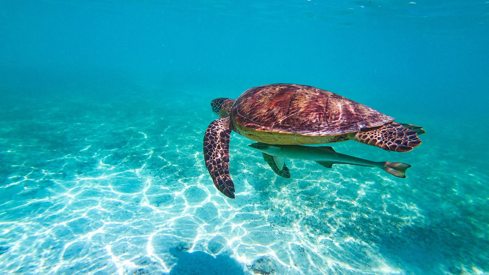 Noumea turtle