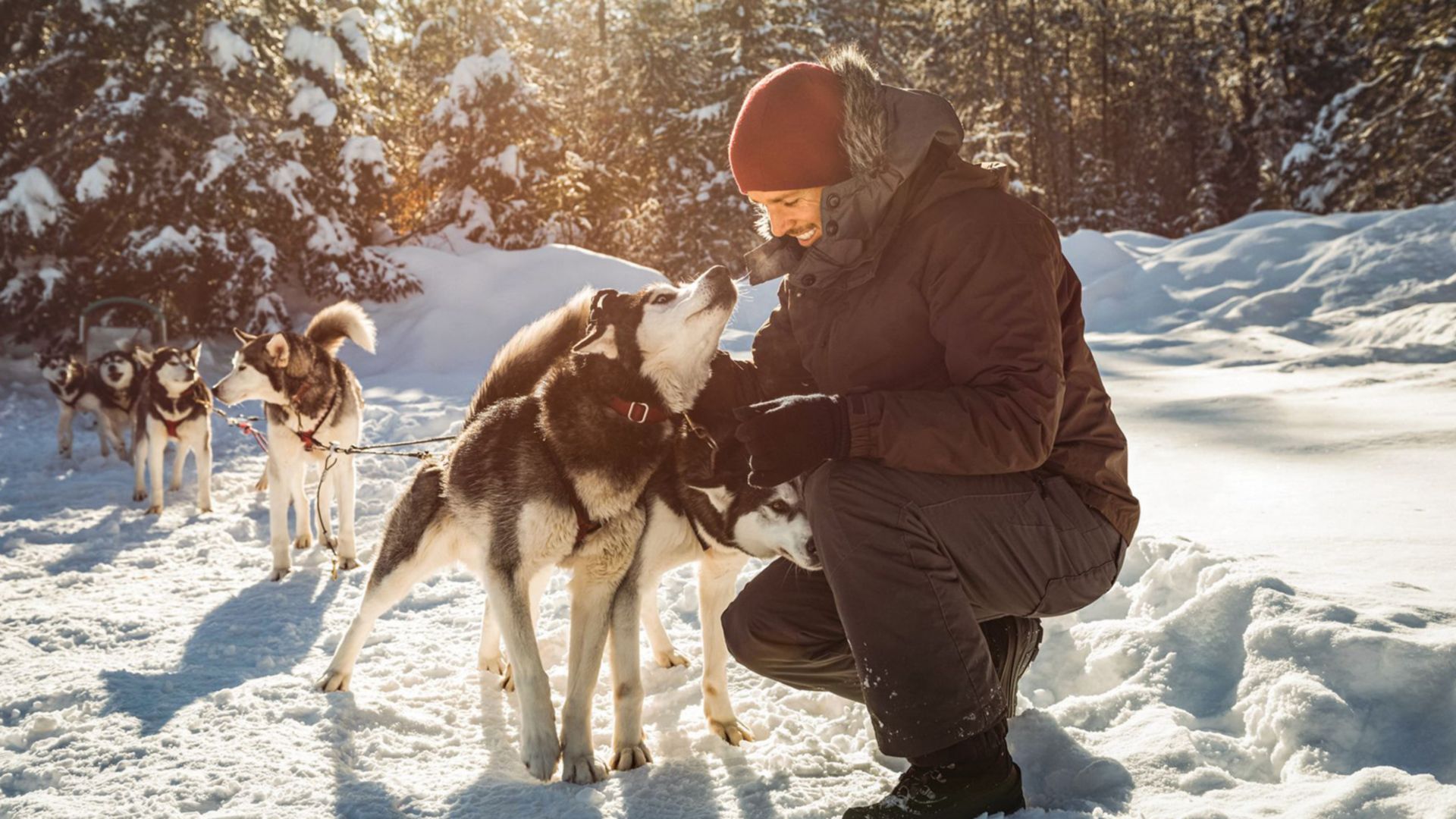 Besuch bei den Huskies
