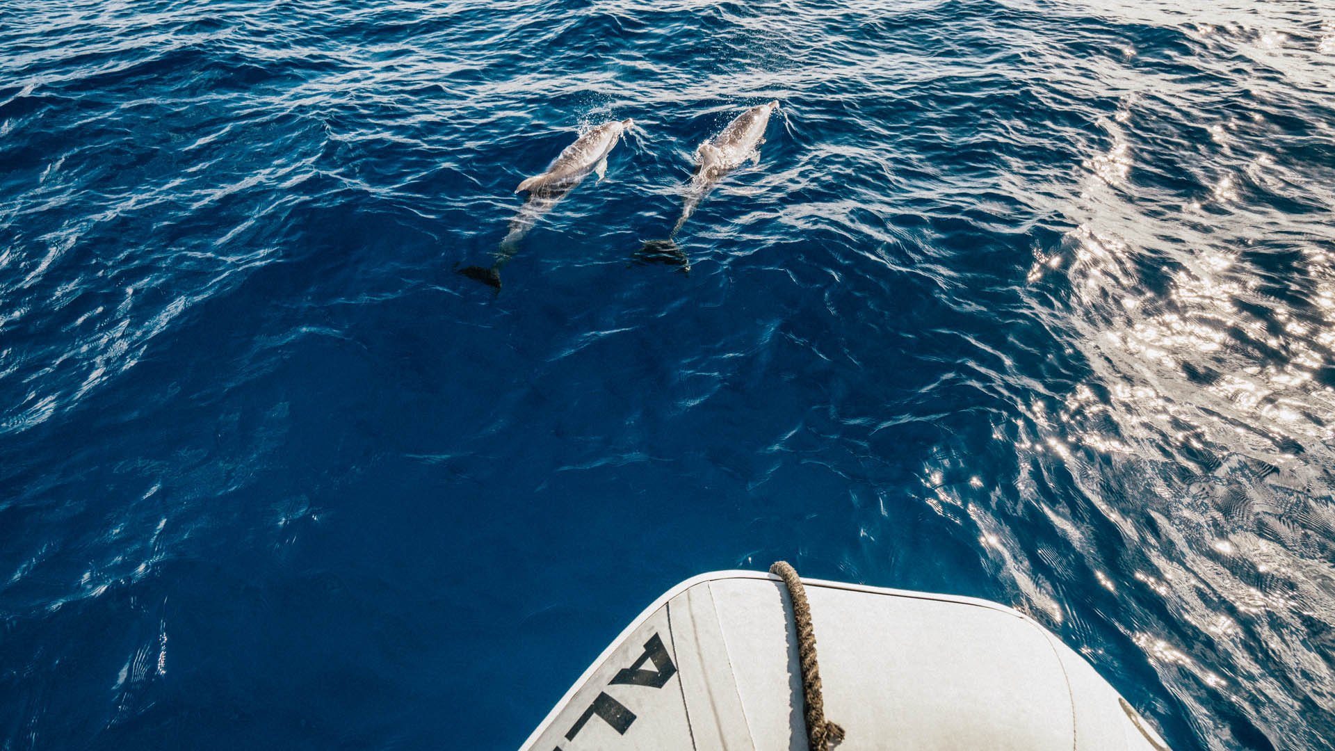 Mit dem Zodiac zu Walen und Delfinen 
