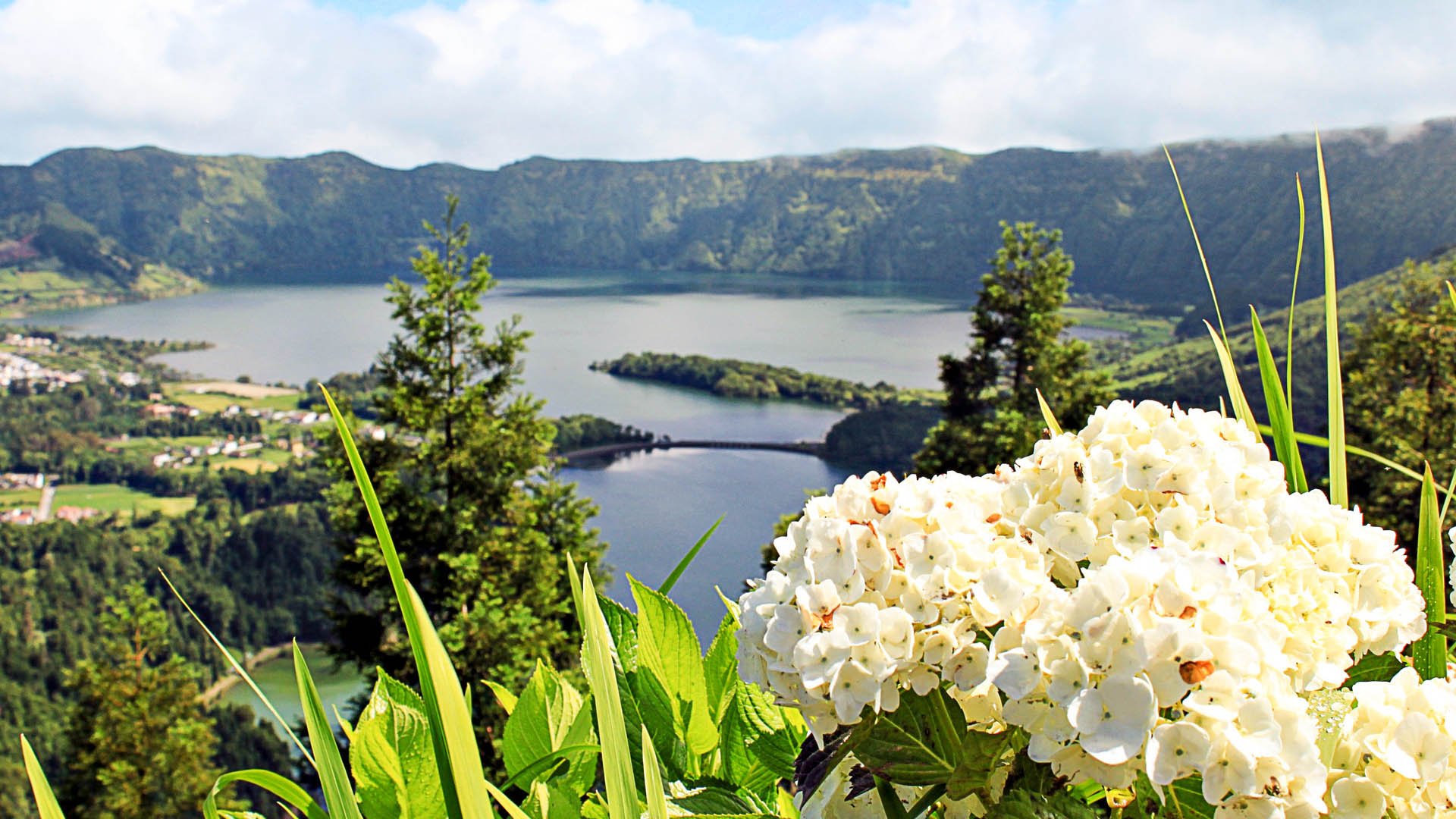 White chrysanthemums in the foreground with the beautiful volcanic crater lakes (Lagoa Azul and Lagoa Verde) on Sao Miguel Island in the Portuguese Azores.