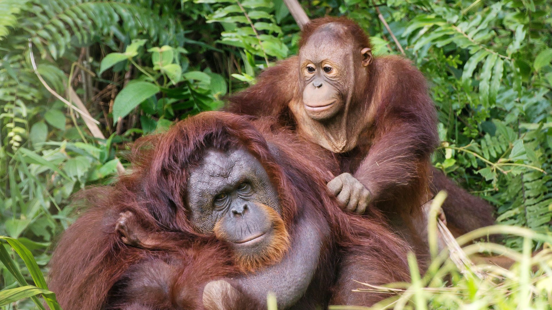 Zu Besuch bei den Orang-Utans