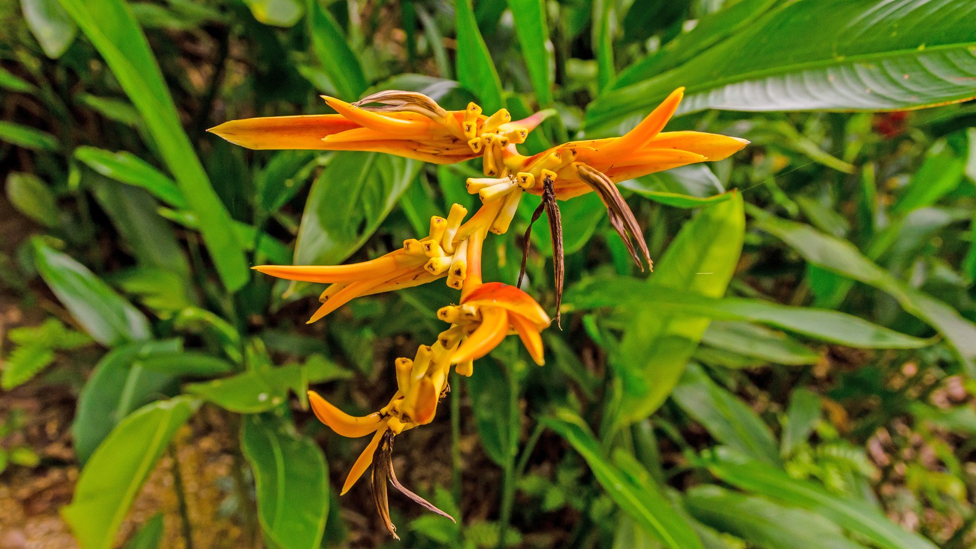 Golden Torch Heliconia at the Tropical Spice Garden in Penang