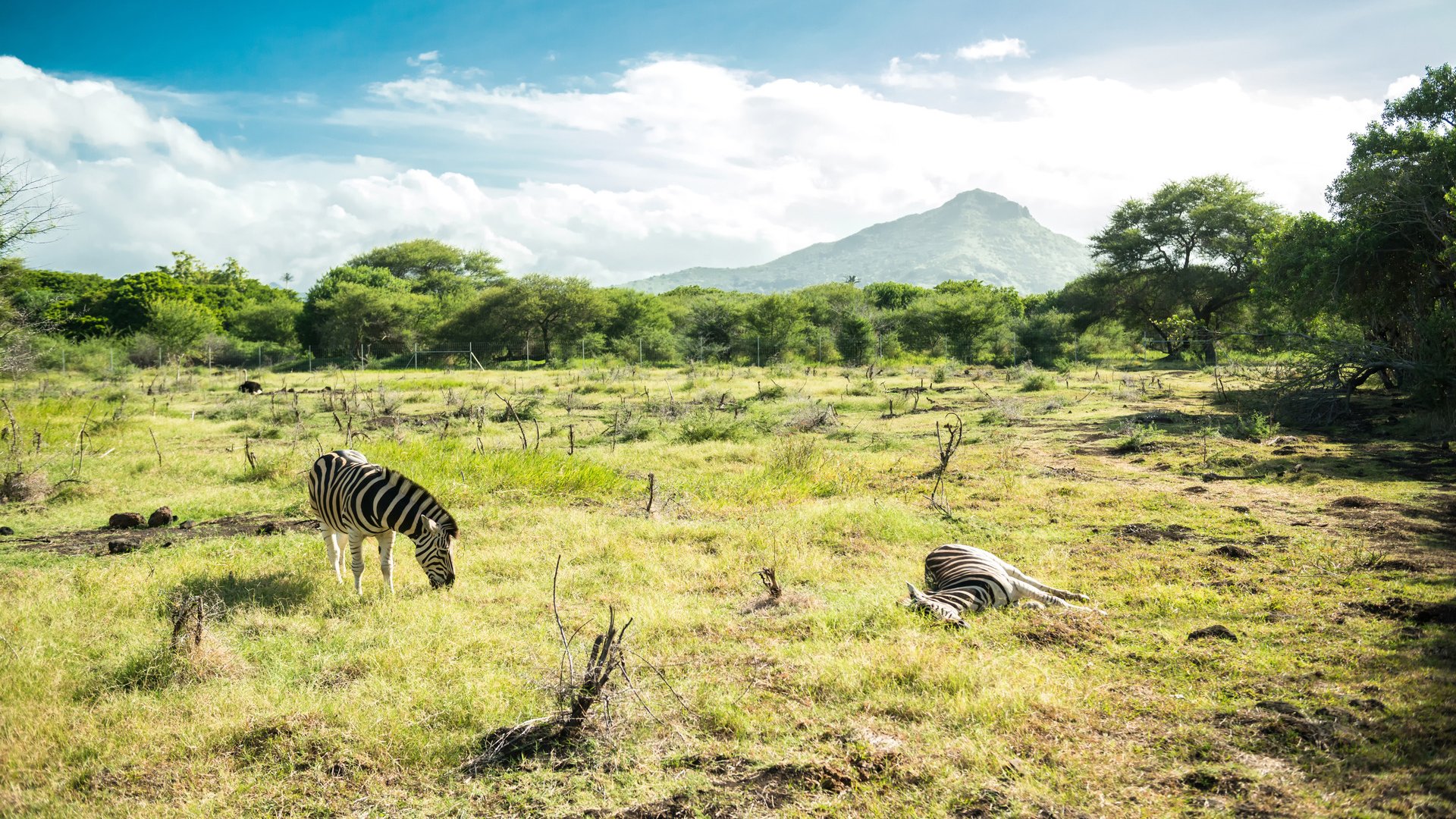 Casela Park landscape Mauritius