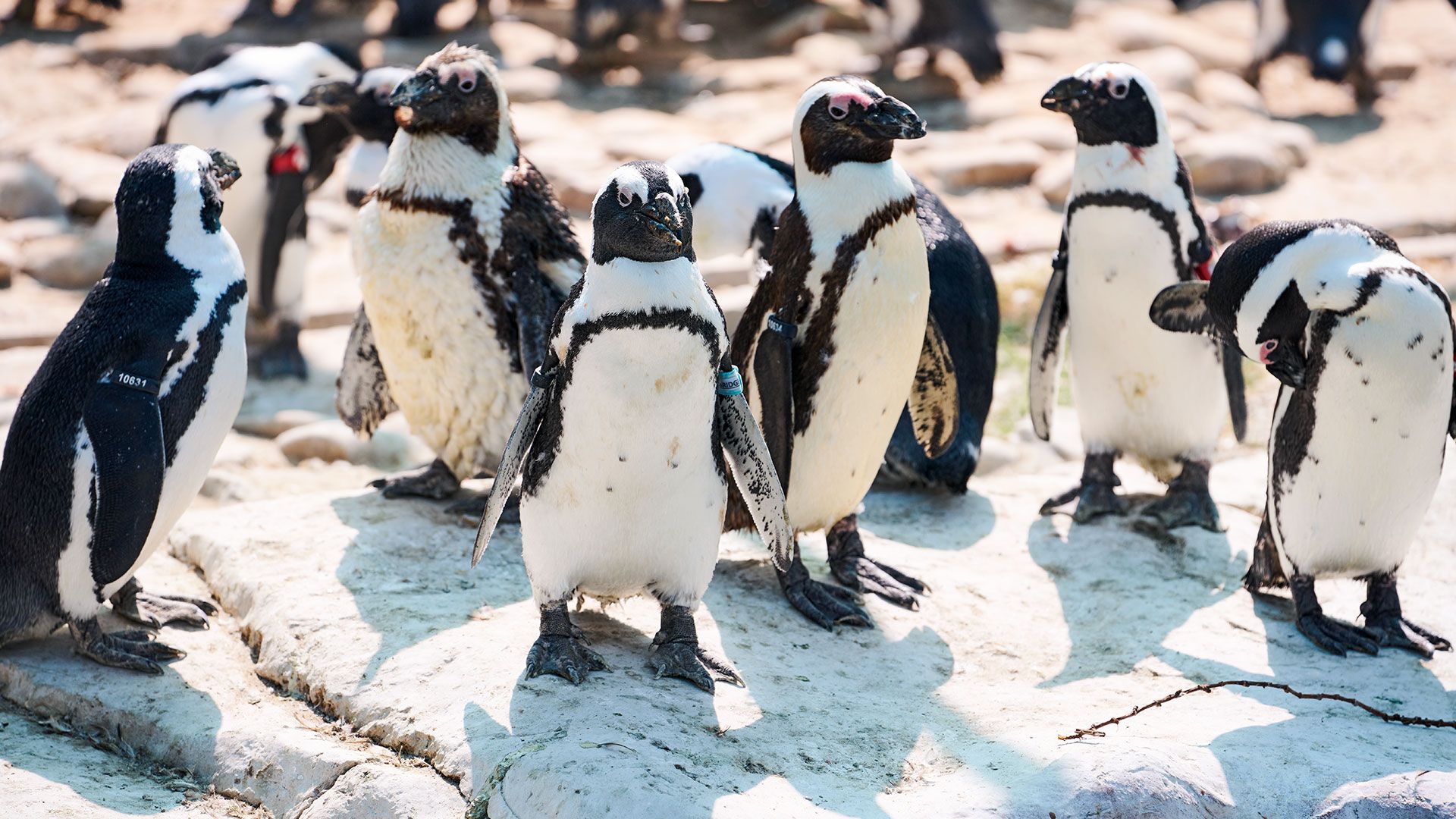 Exklusiv: Bootsfahrt zur Pinguininsel