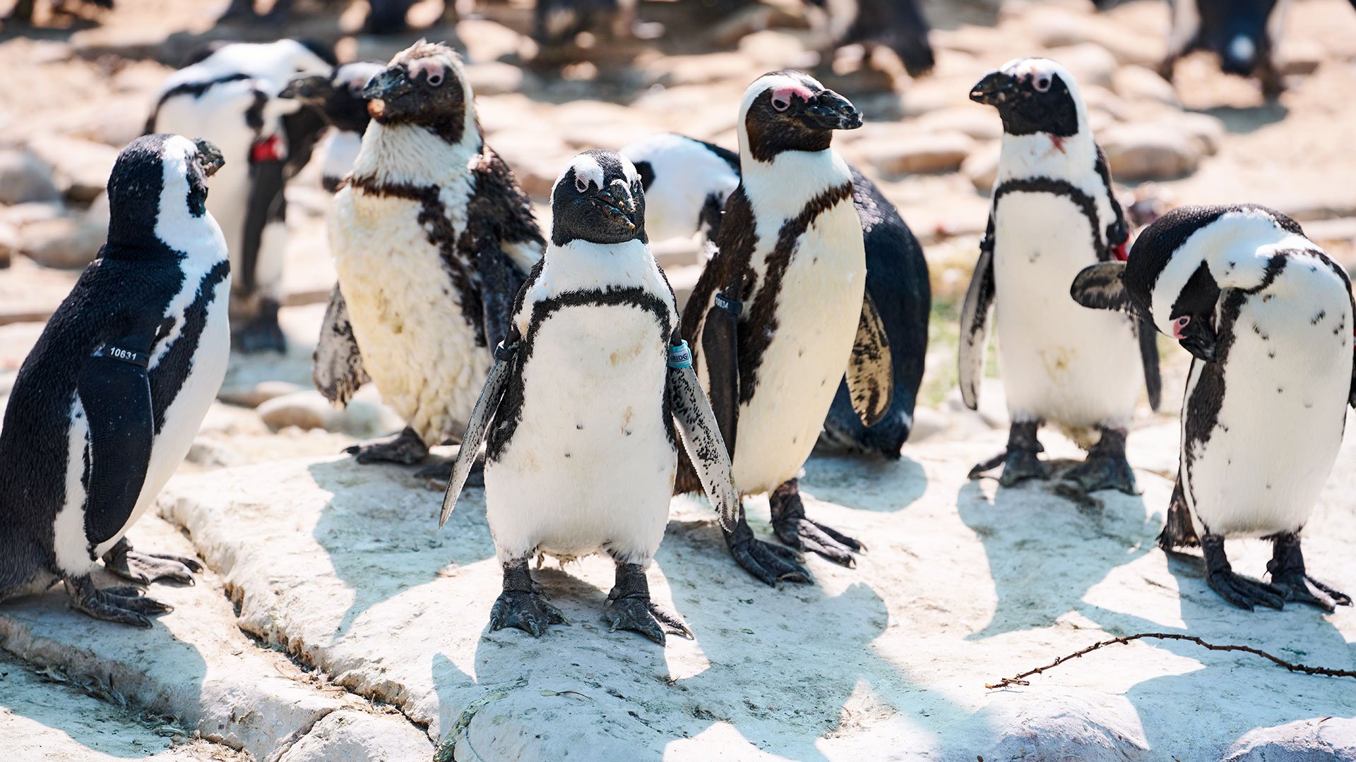 Exklusiv: Bootsfahrt zur Pinguininsel 
