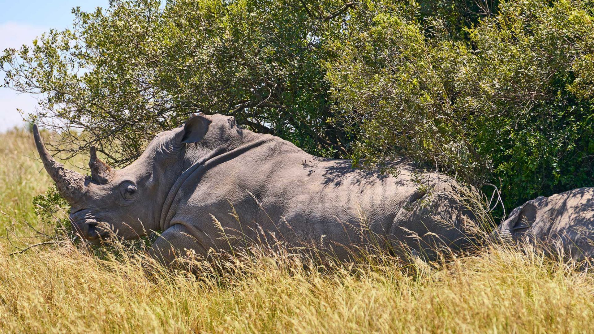 Safari im exklusiven Sibuya Reservat