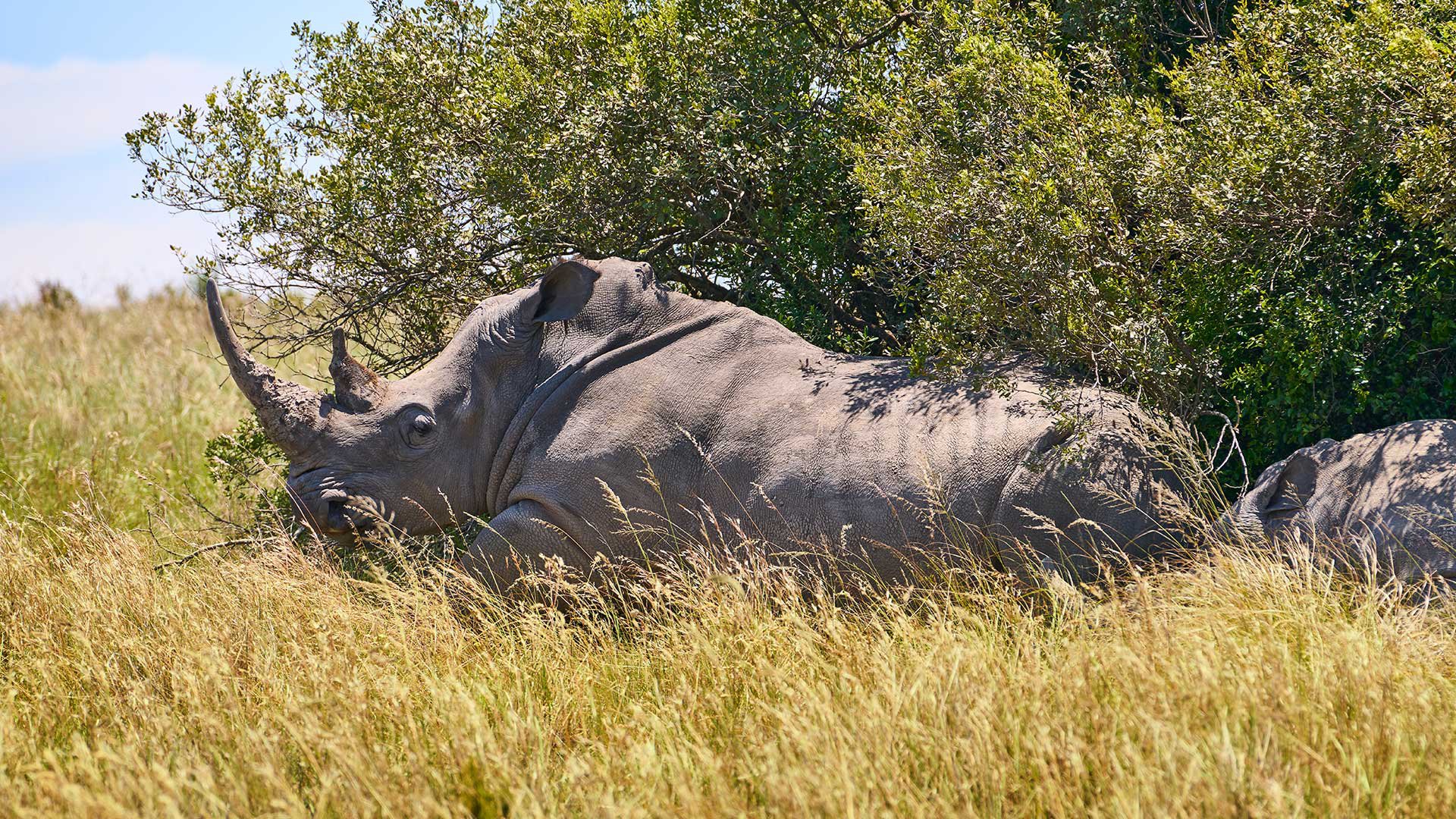 Exklusive Boot-Safari im Sibuya Reservat 