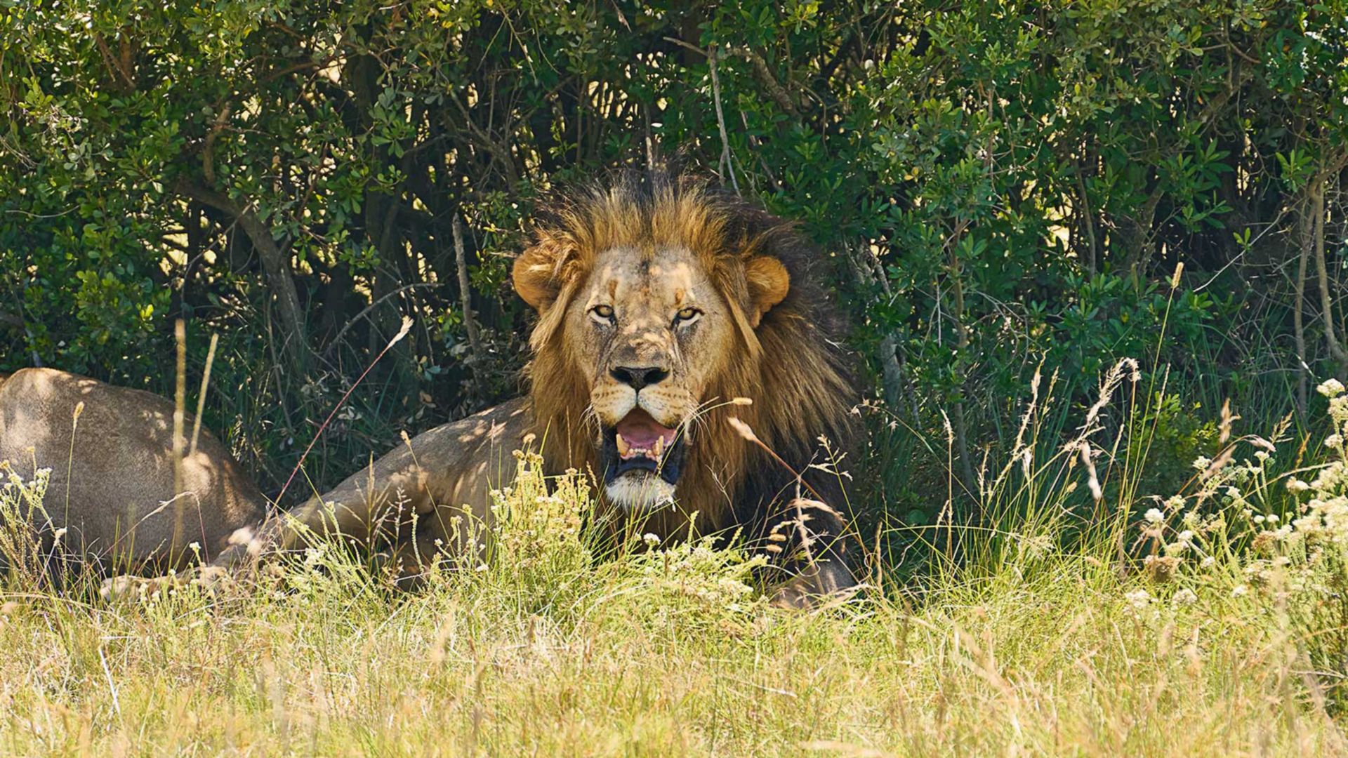 Safari im Kariega-Reservat