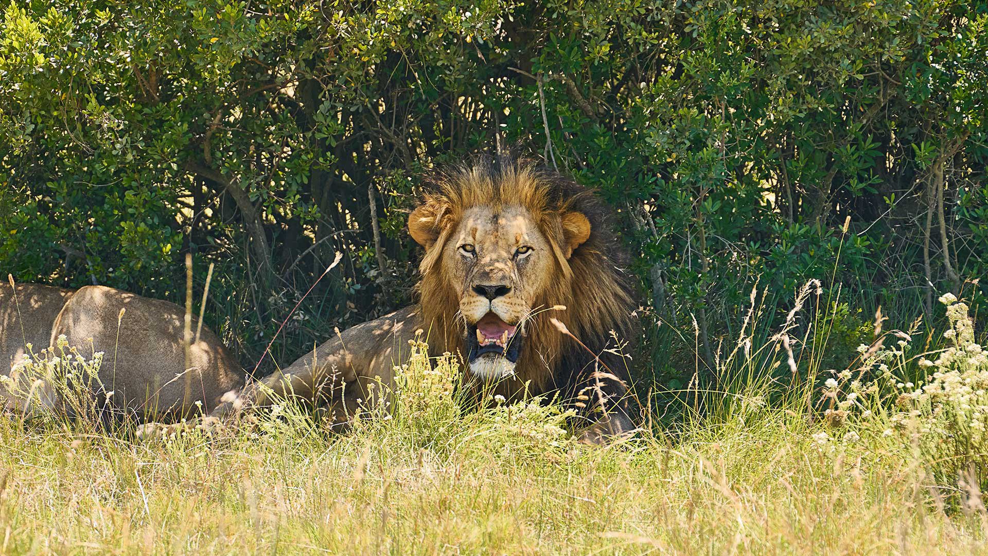 Safari im Kariega-Reservat