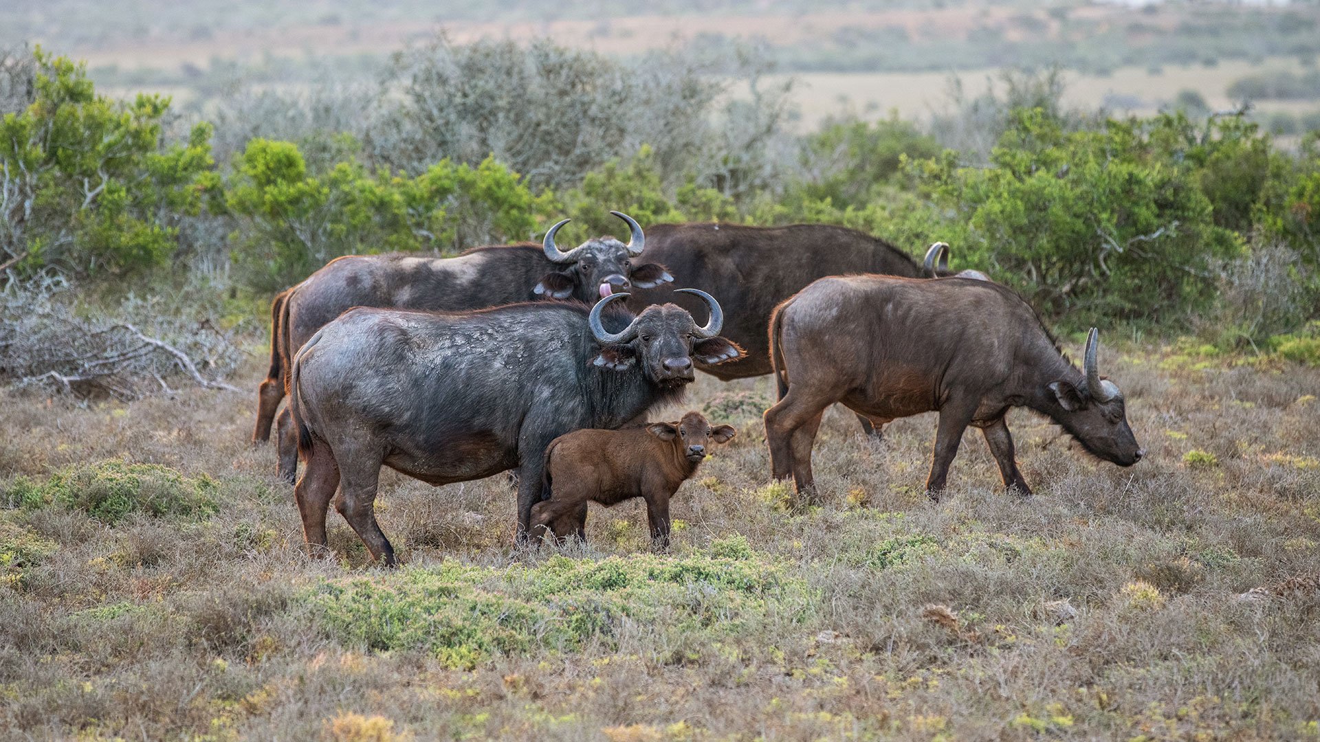 Safari im Amakhala Wildtierreservat