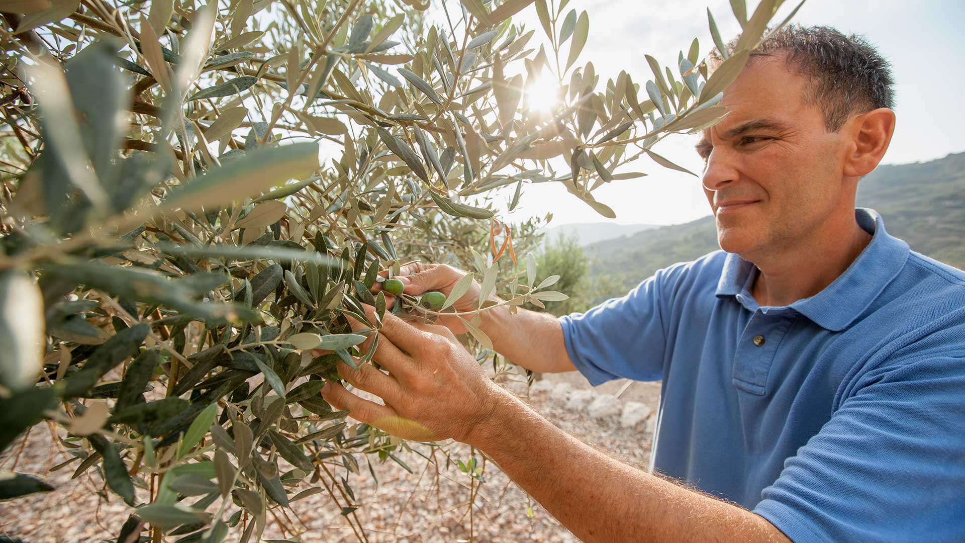 Olivenöl-Finca Can Det und Freizeit in Soller