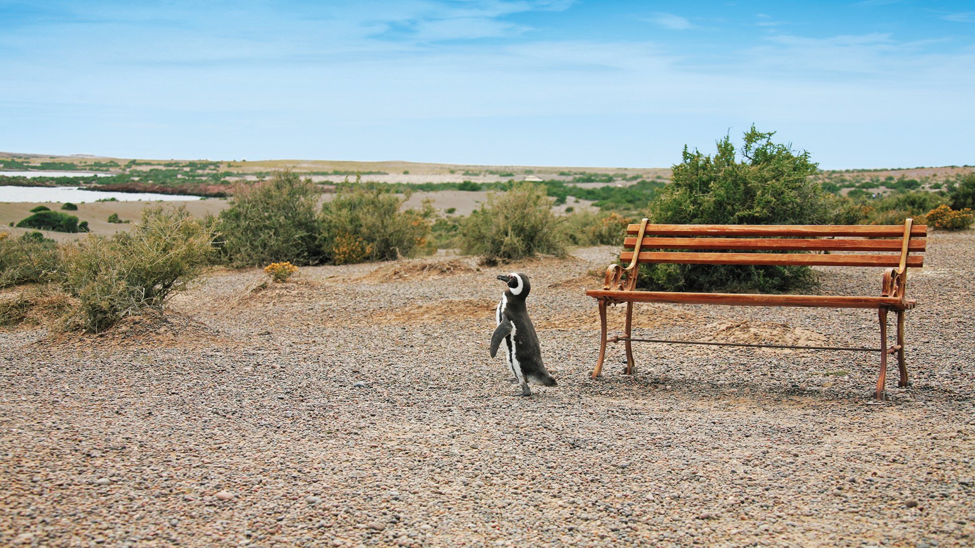 Typisches Valdés: Estancia, Pinguine und Seelöwen