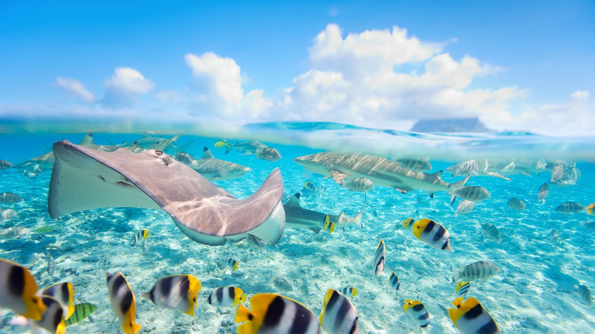 Schnorchelabenteuer in der Lagune von Tahiti