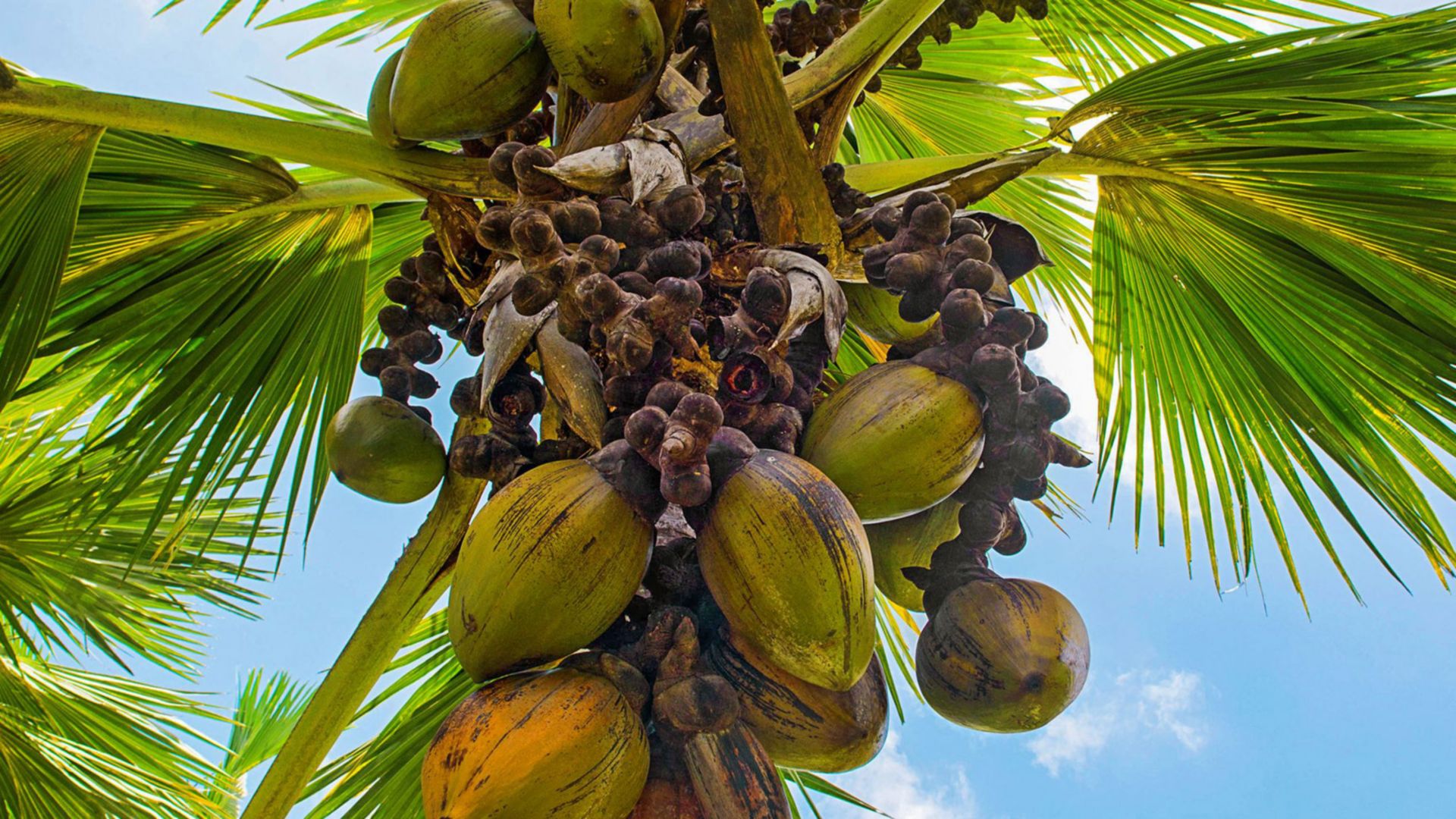 Aride Island: Juwel des Indischen Ozeans