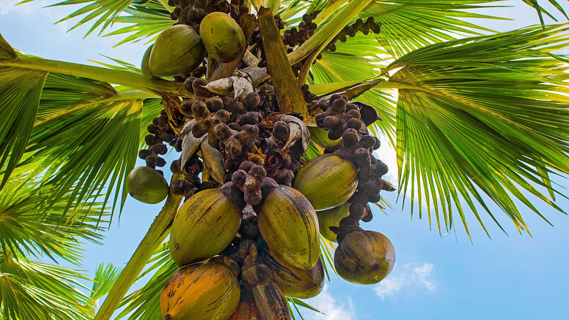 Aride Island: Juwel des Indischen Ozeans