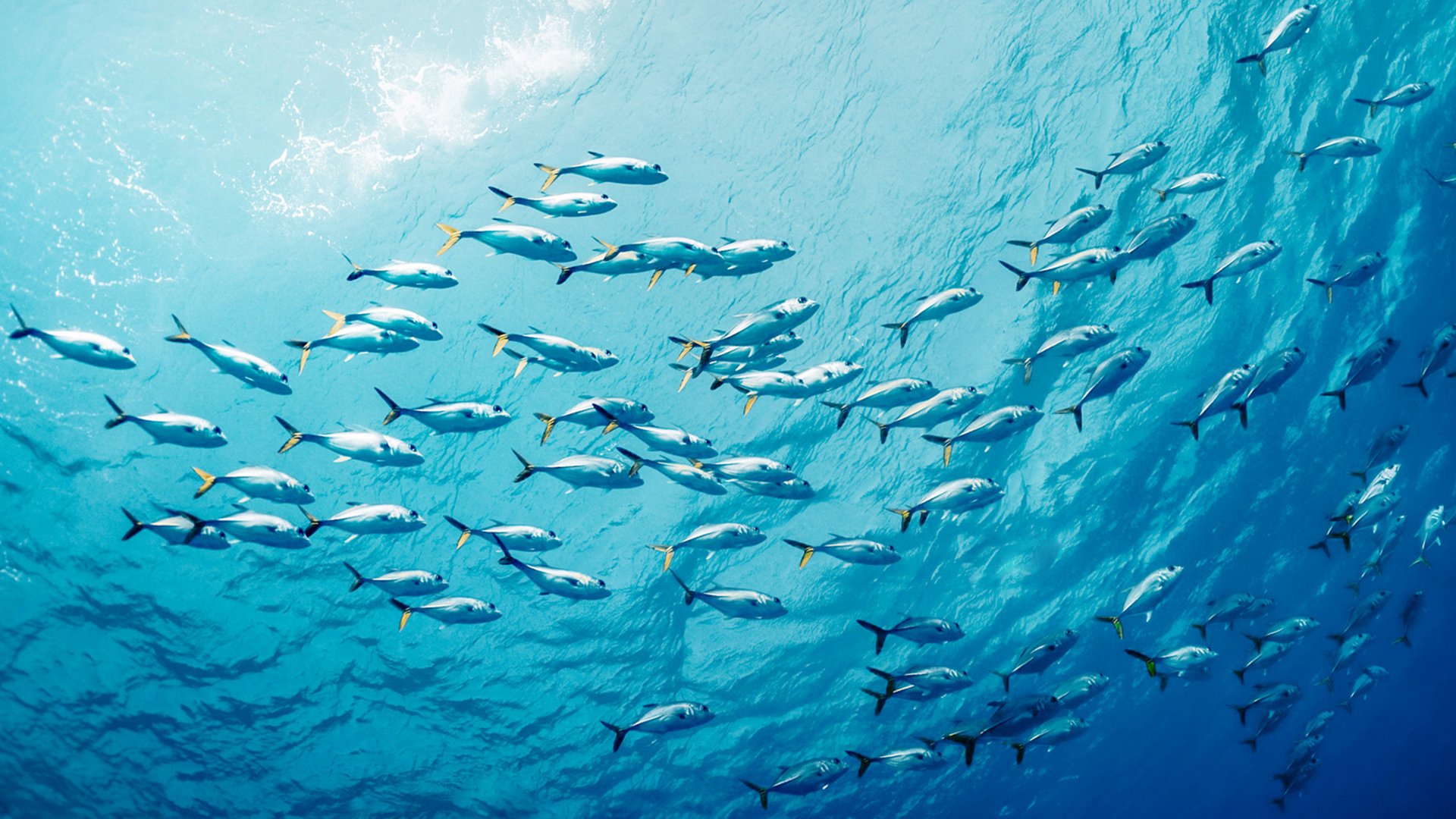 Snorkel swimming on the surface with school of fishes below.