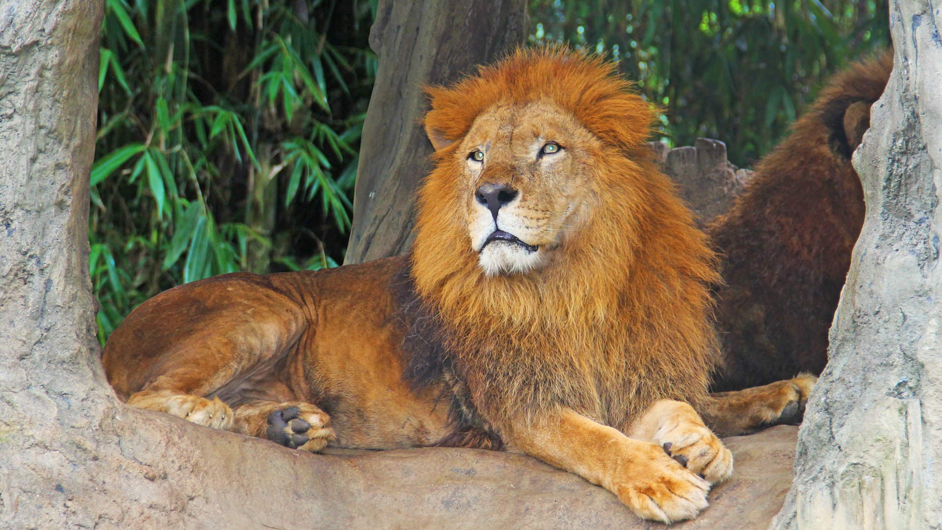 Lion resting on a tree