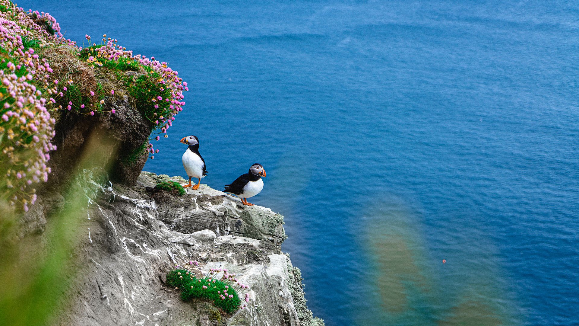 Puffins at Dunnet Head