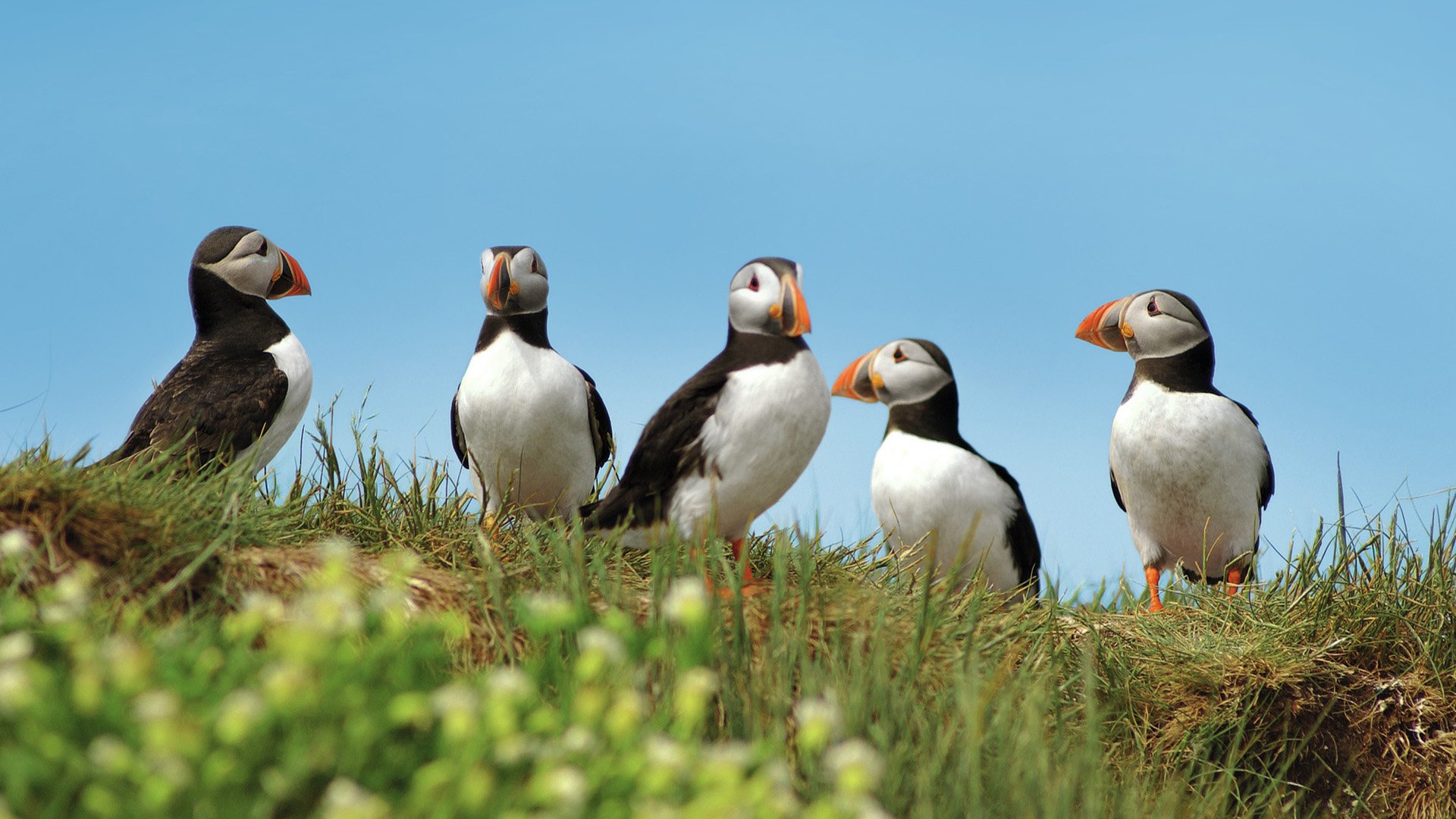 Naturreservat Skálanes 