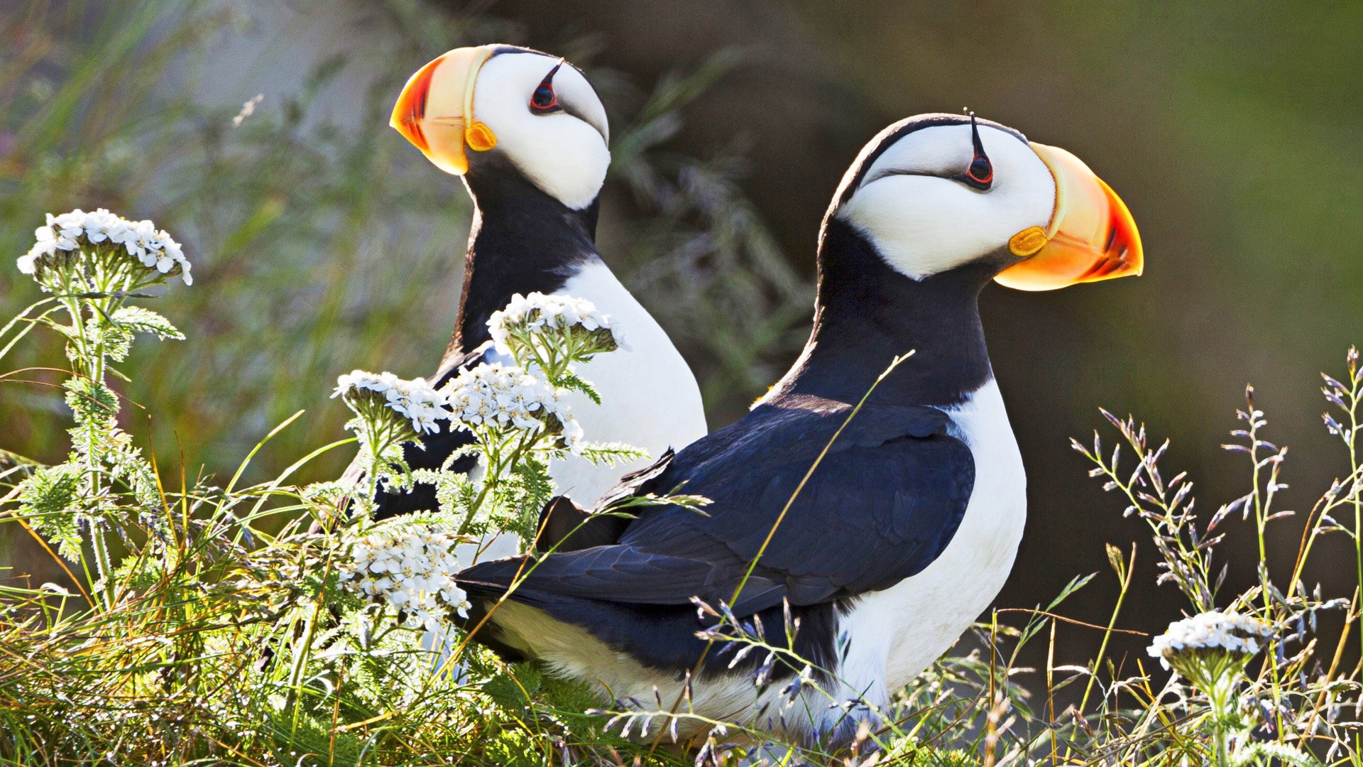 Horned puffins, Lake Clark National Park, Alaska, USA