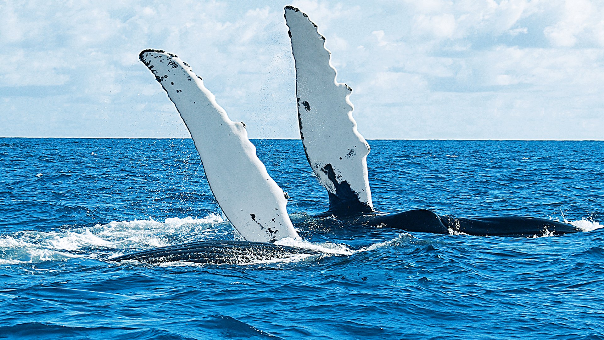 Two humpback whales