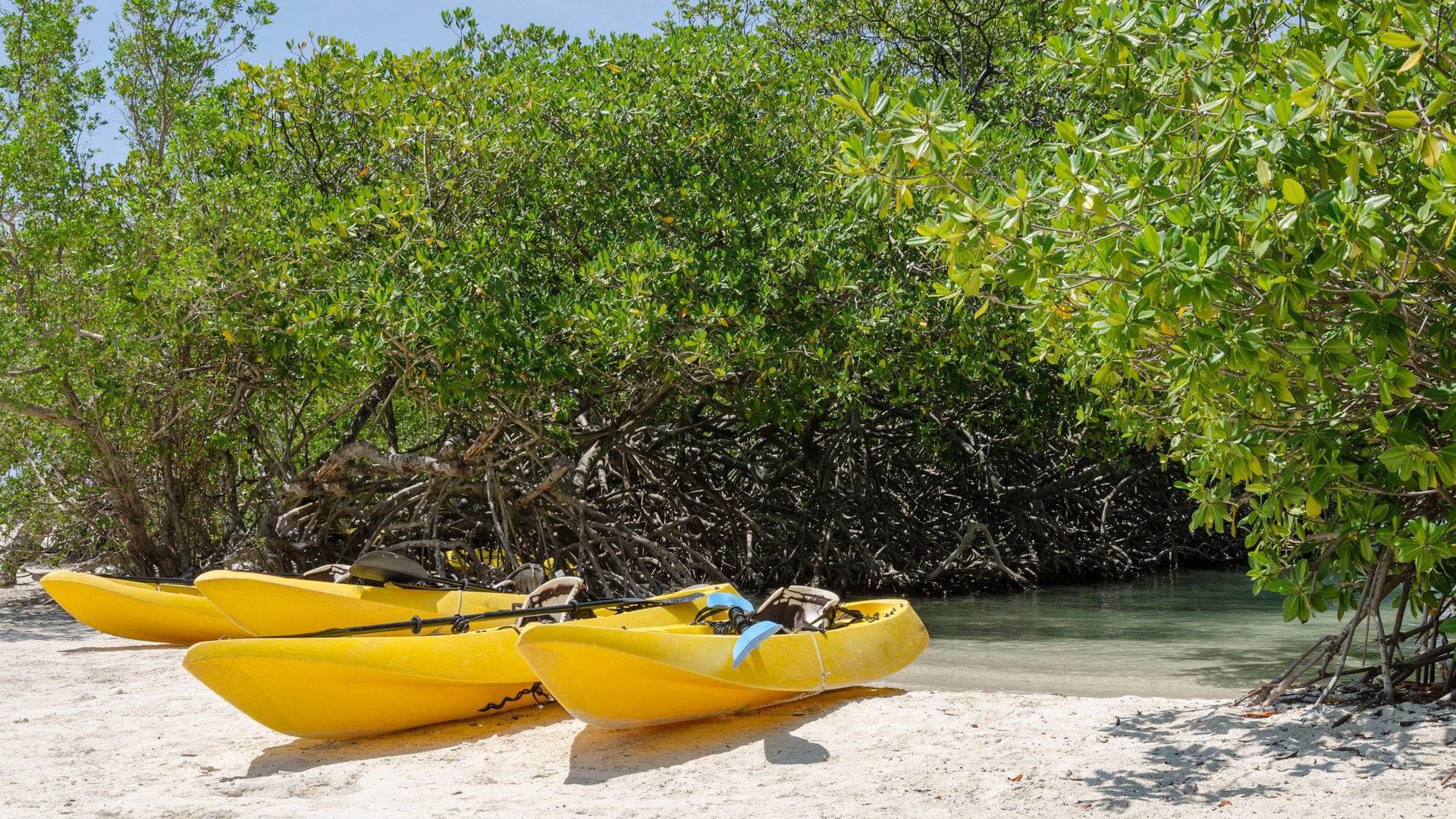Kayaks at the Mangel Halto beach in Aruba, a caribbean paradise Island