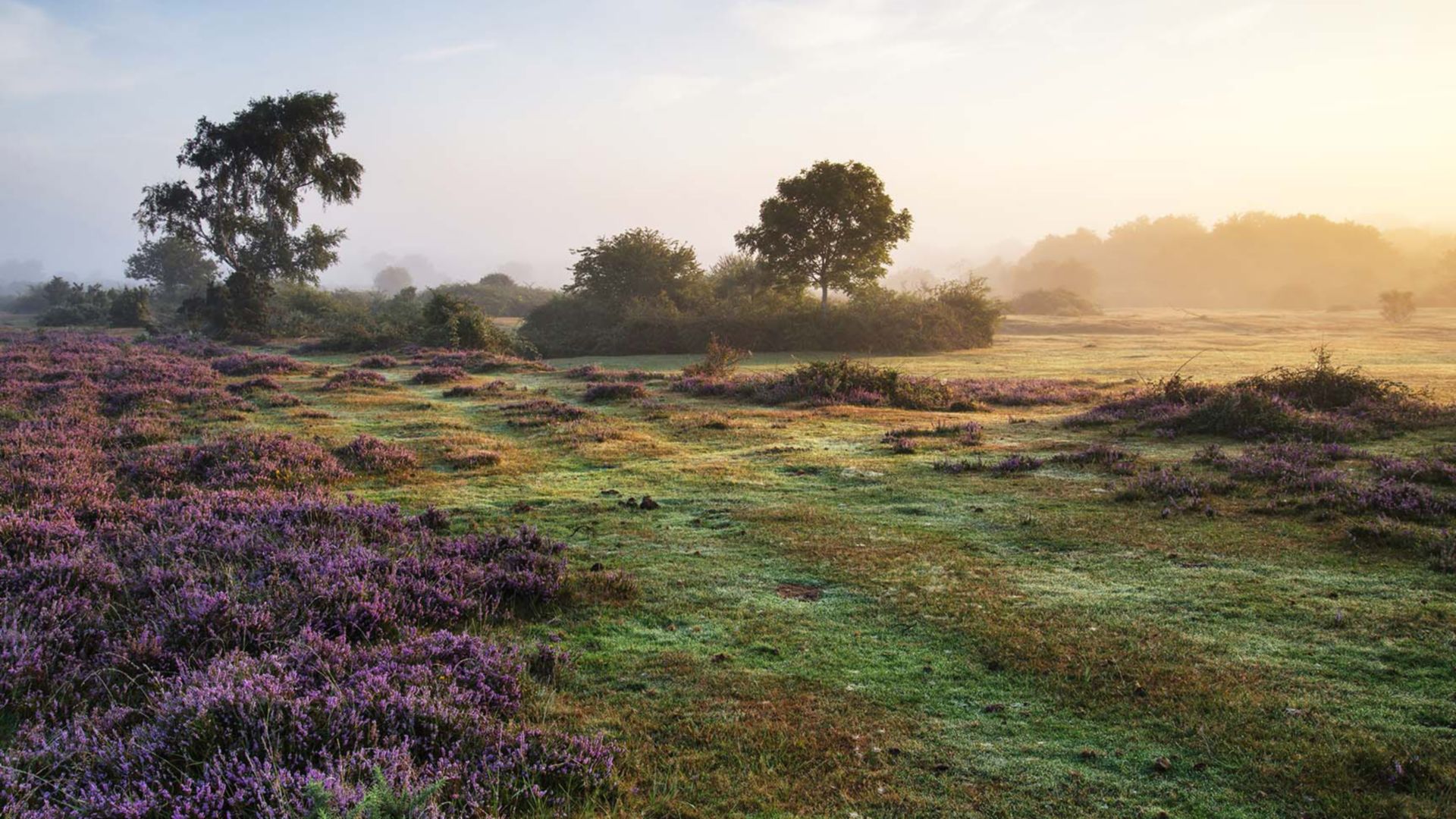 Englands Naturjuwelen – Exbury Gardens & New Forest