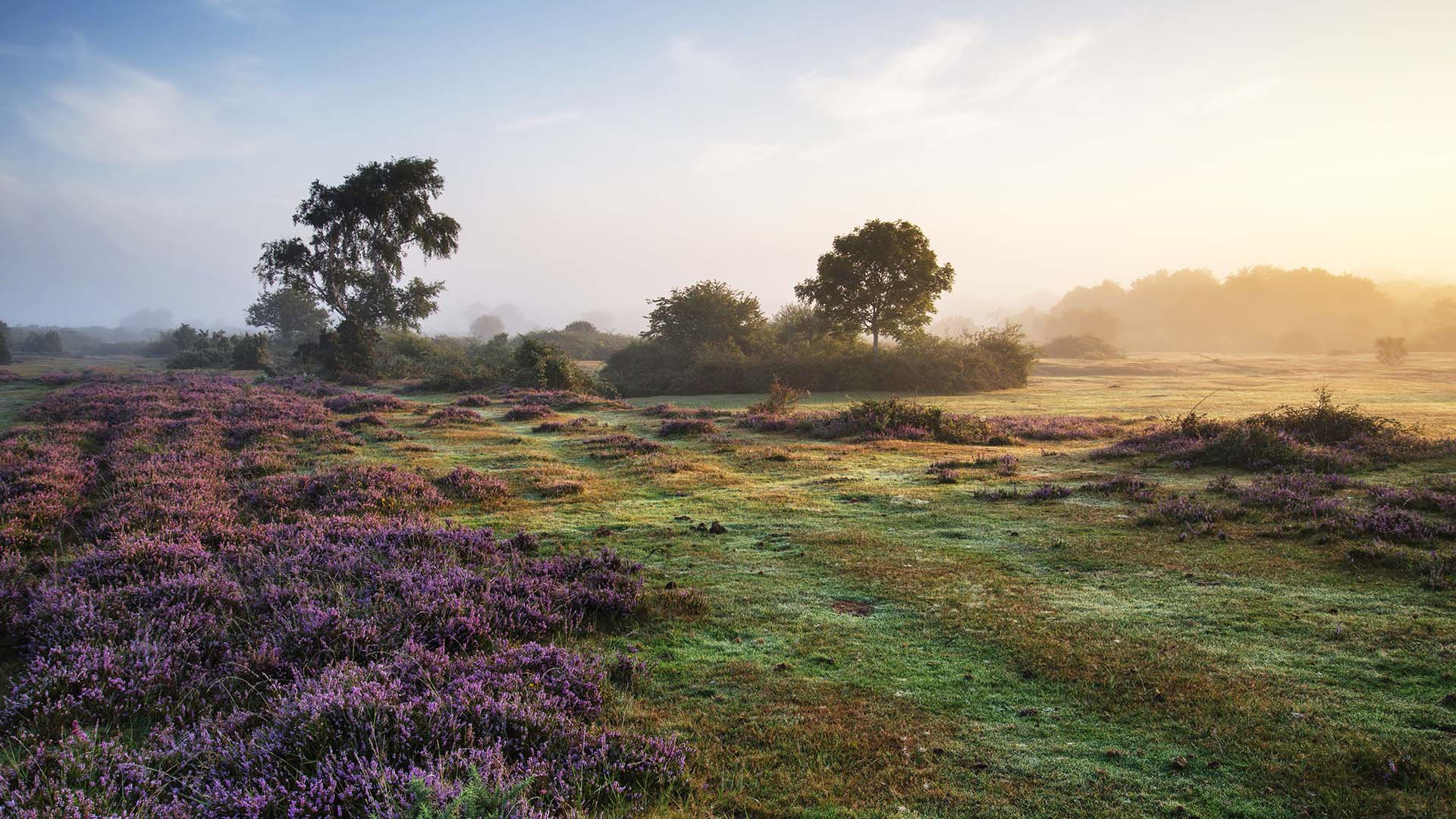Gärten von Exbury und Fahrt durch den New-Forest-Nationalpark